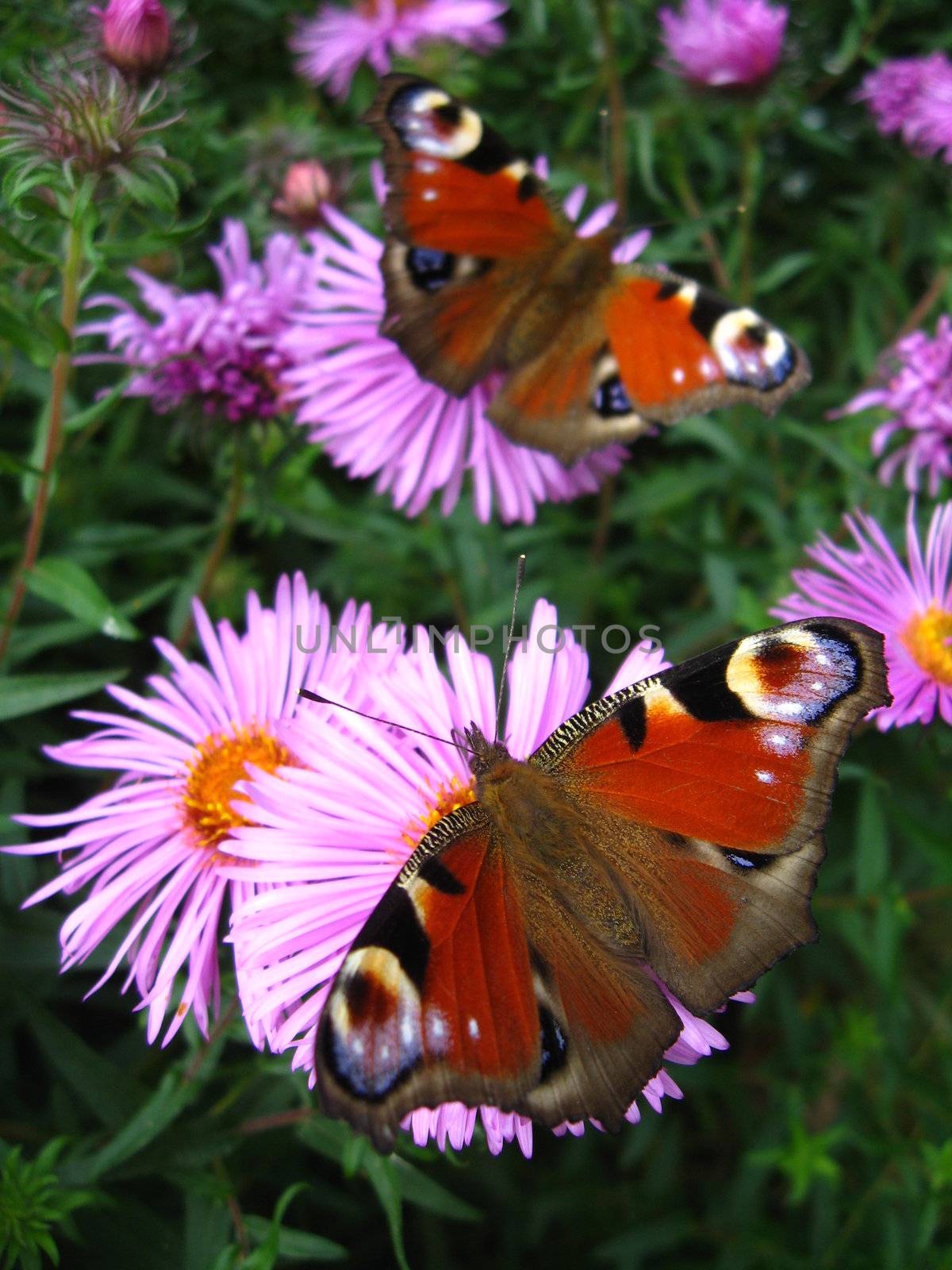 The pair of peacock eyes on the asters by alexmak