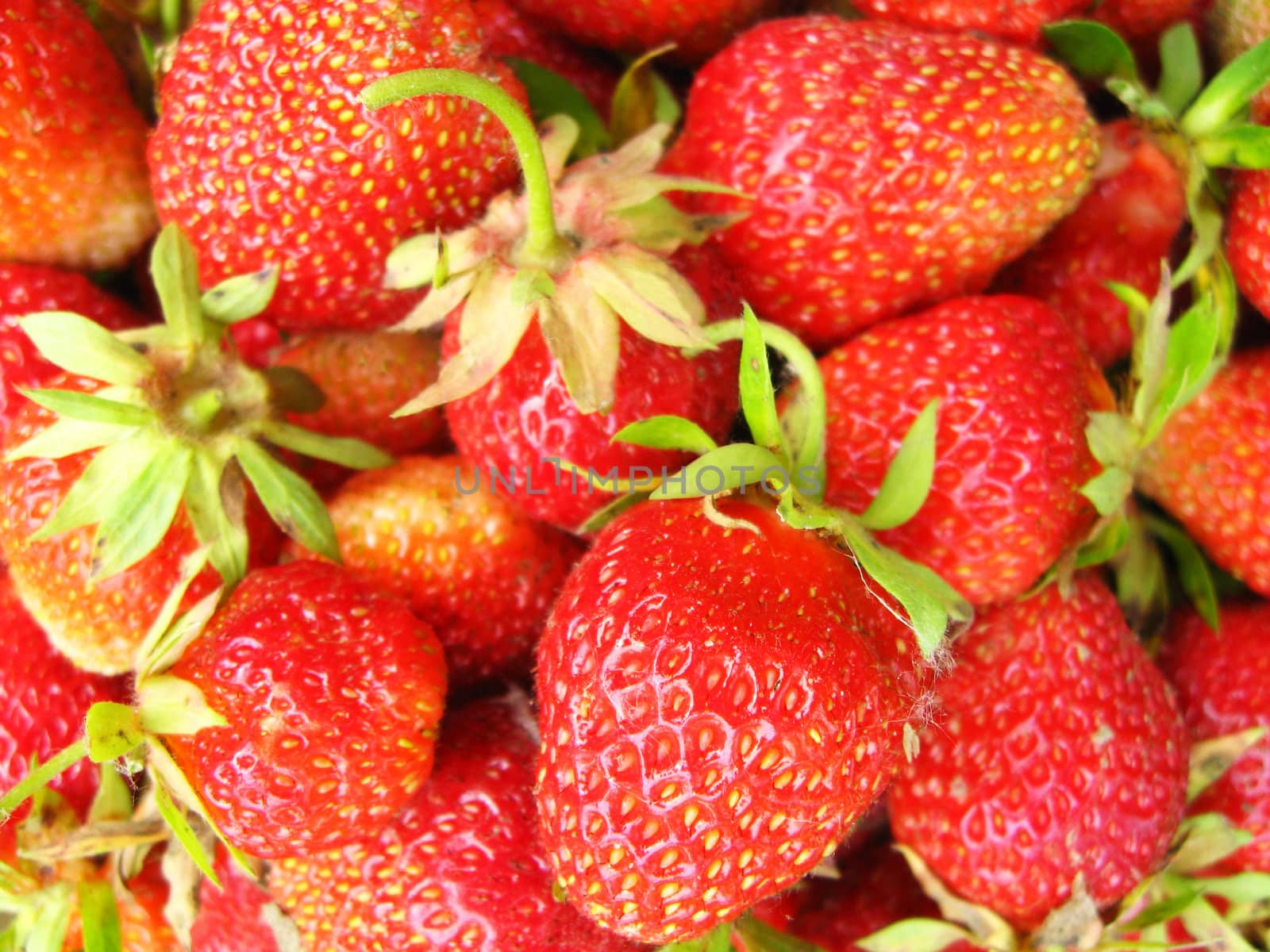 Many fine berries of a fresh strawberry