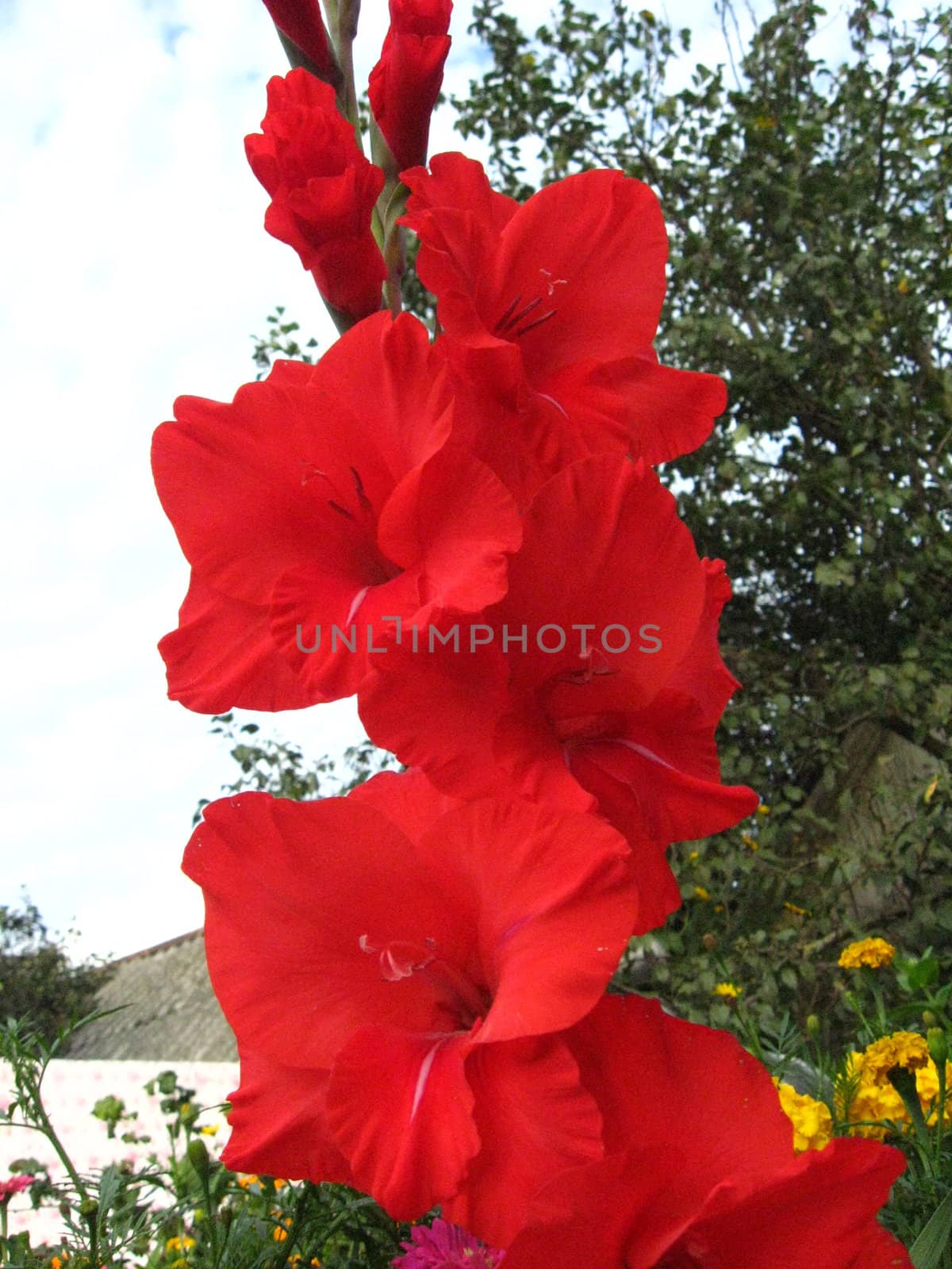 a beautiful and bright flower of red gladiolus