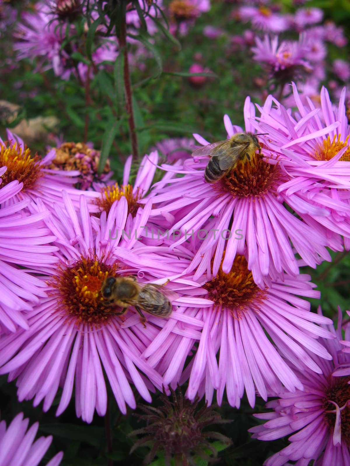 The bees sitting on the asters by alexmak