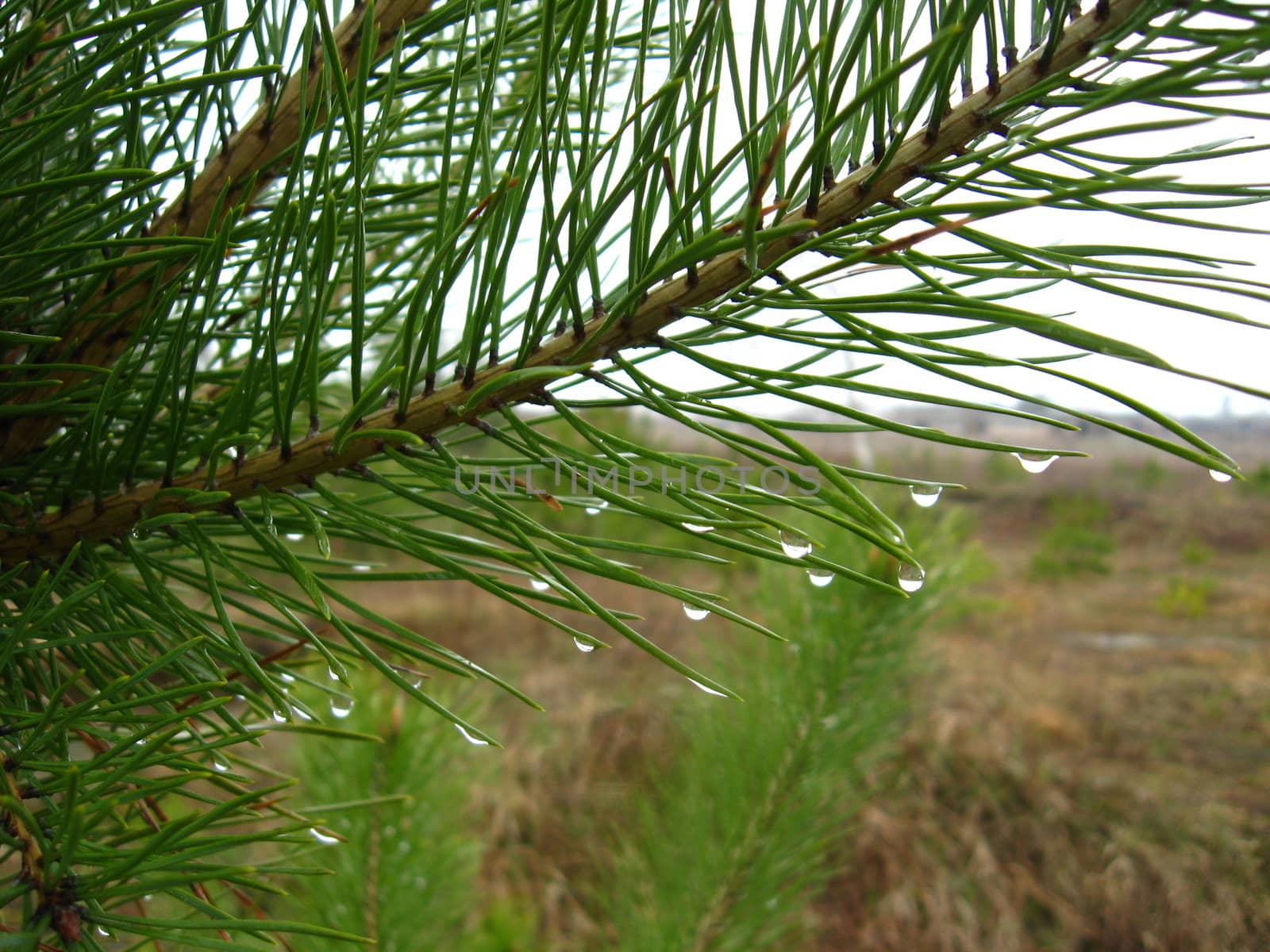 The image of branches of the pine with drops of rain