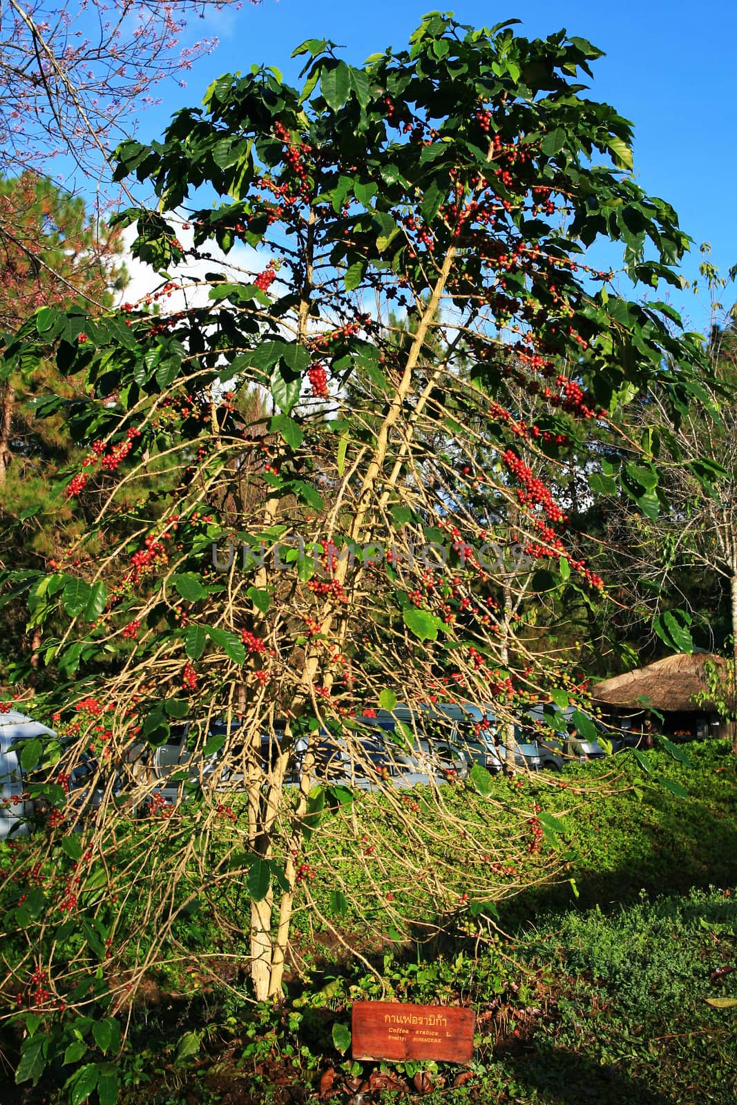Coffee Tree