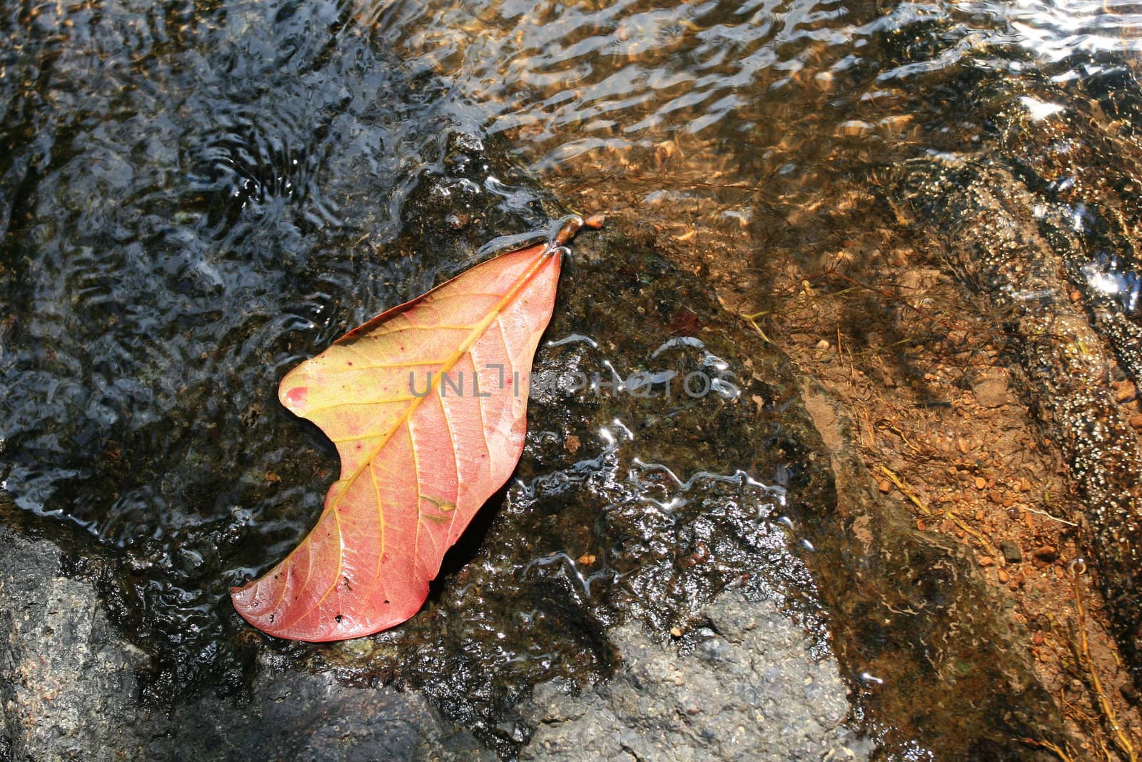 Autumn Leaf in a Puddle