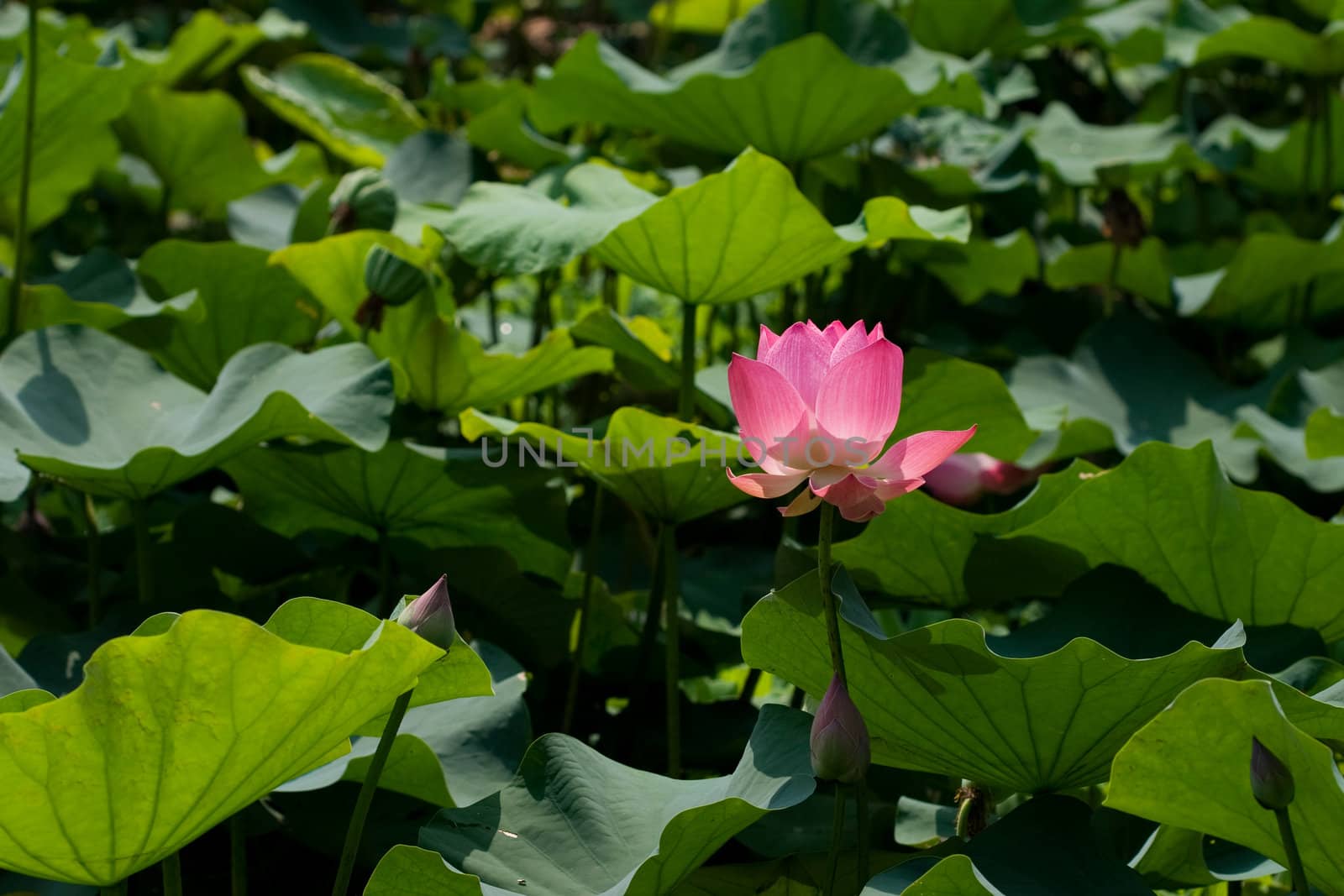 Pink Lotus