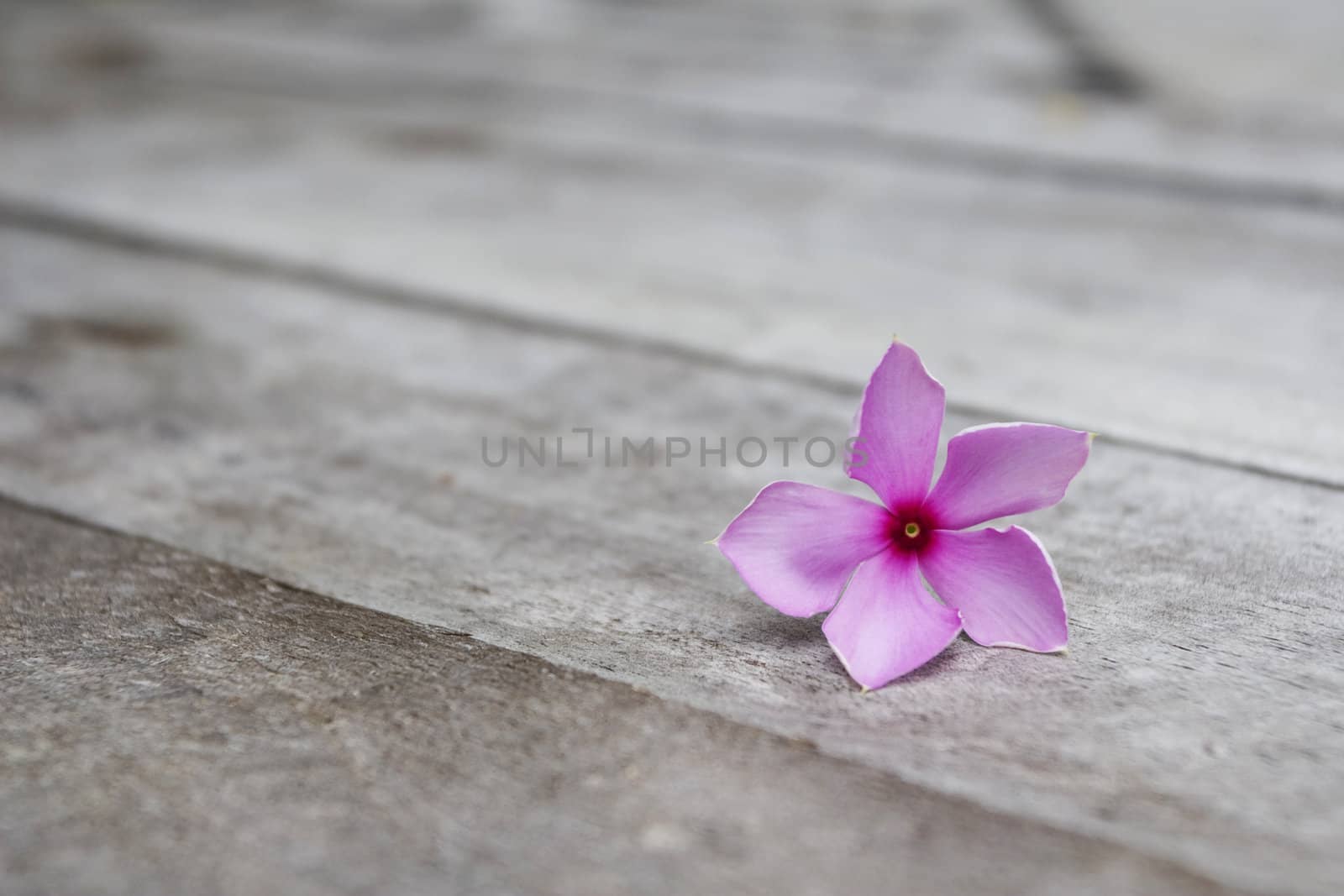 Purple Periwinkle on Wood