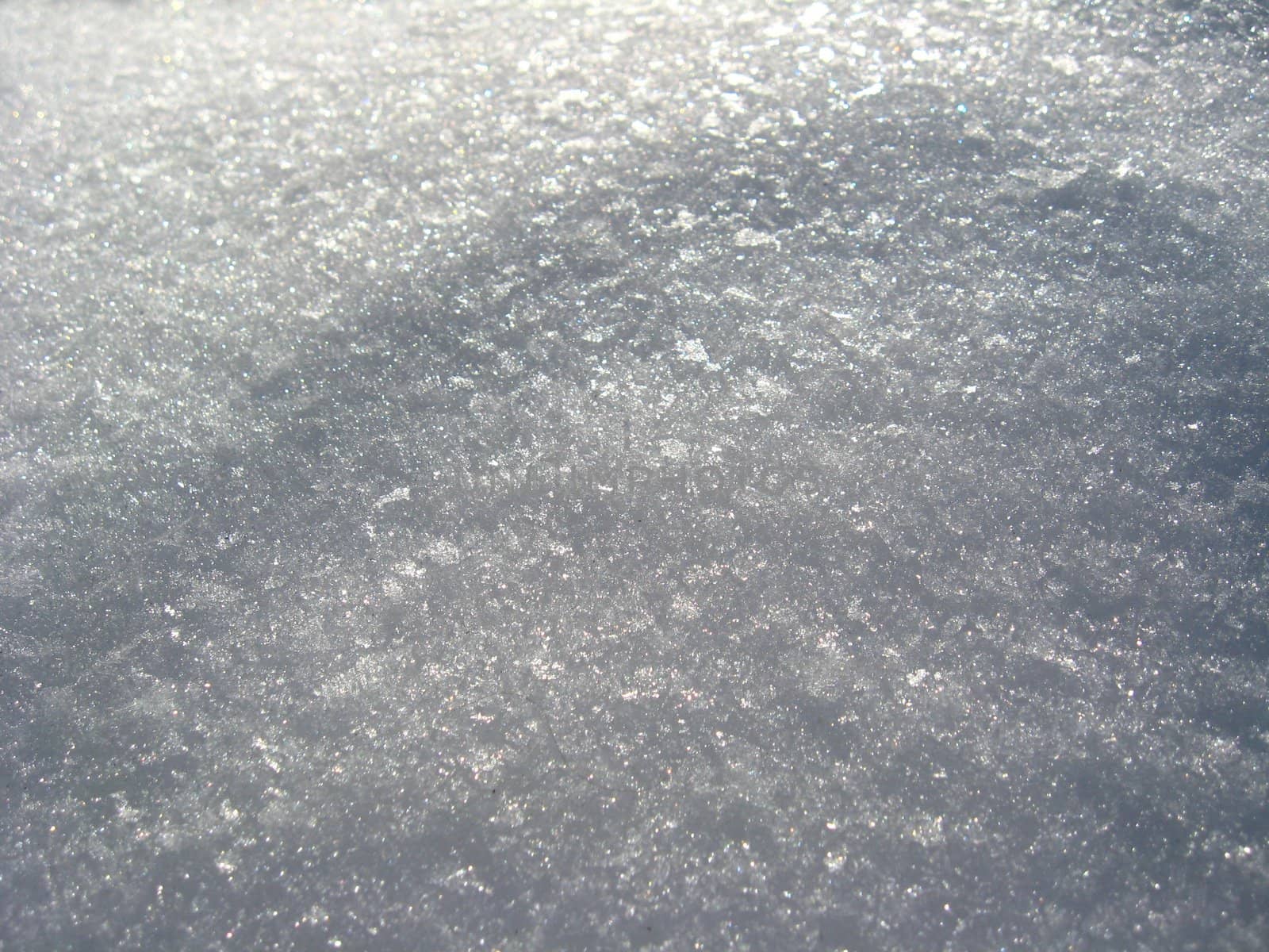 Layer of a snow on a tree in the spring