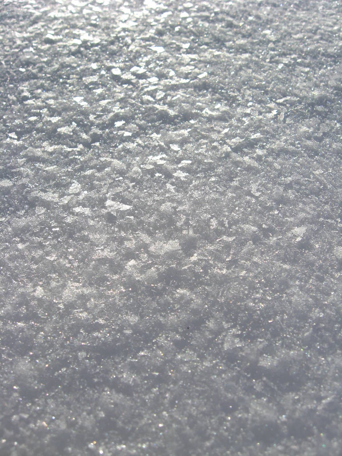 Layer of a snow on a tree in the spring