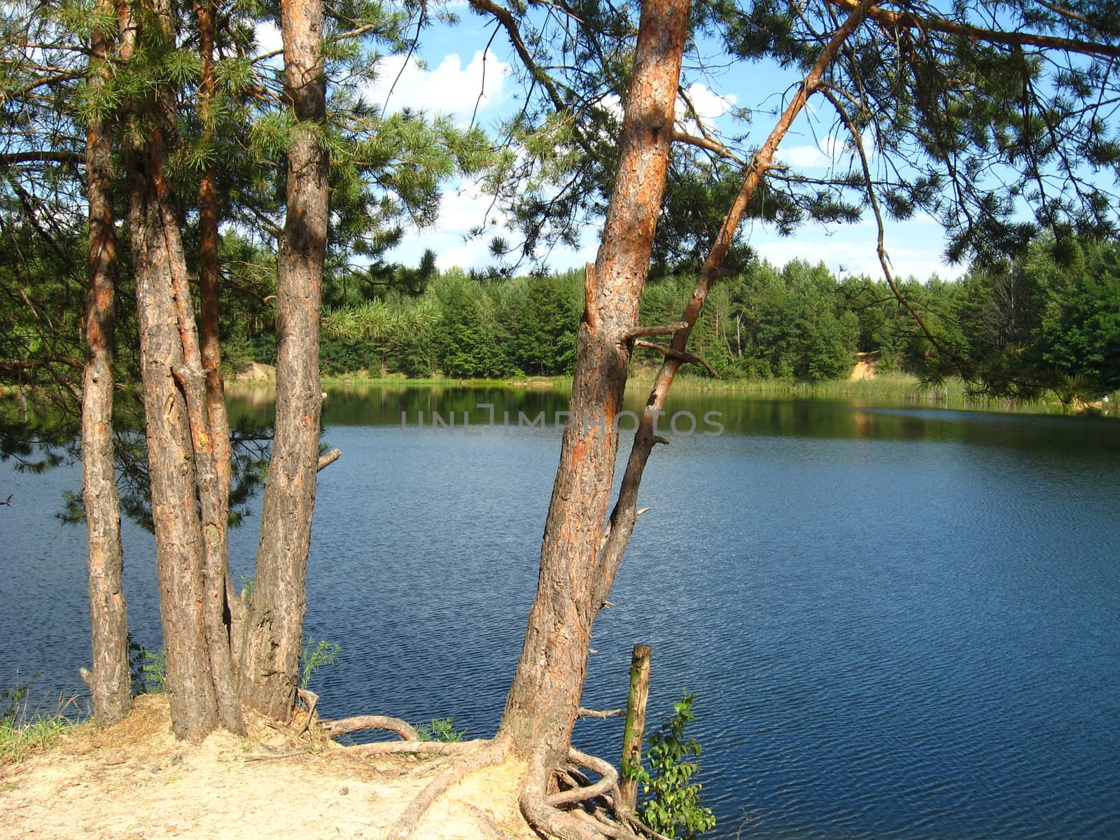 the beautiful summer landscape with picturesque lake