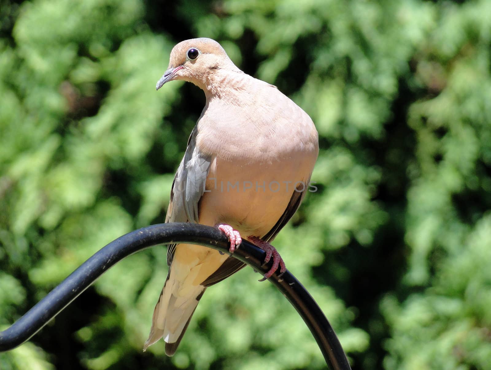 Morning dove perched
