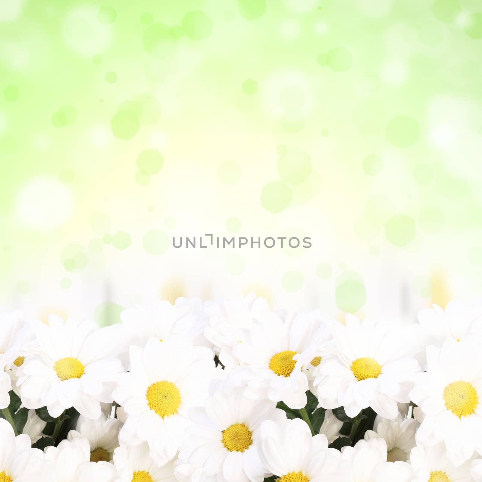 Colourful background with white and yellow camomiles