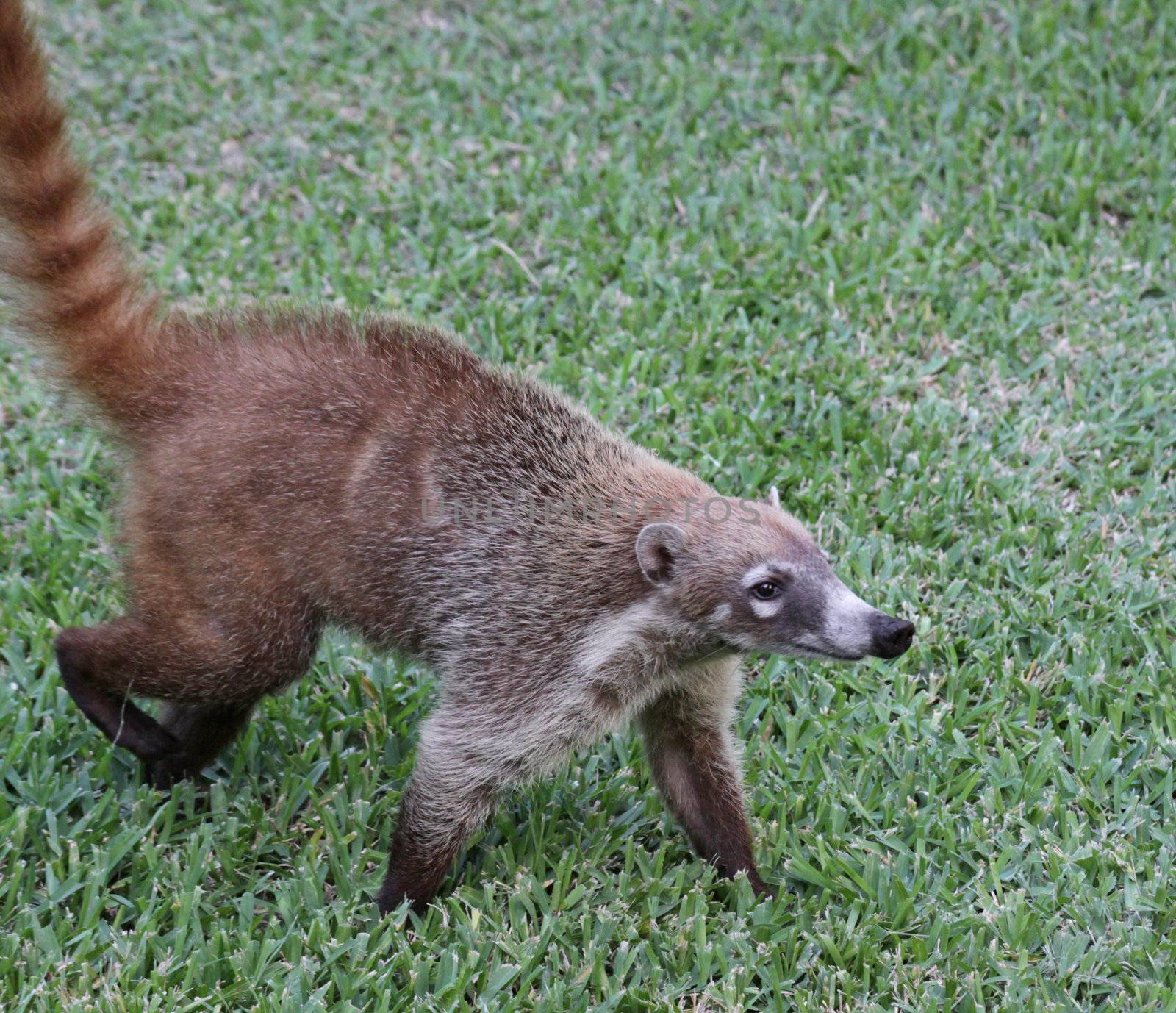 A White-nosed Coatis (Nasua narica) foraging just outside the jungle.  Shot in the Yucatan peninsula, Mexico.
