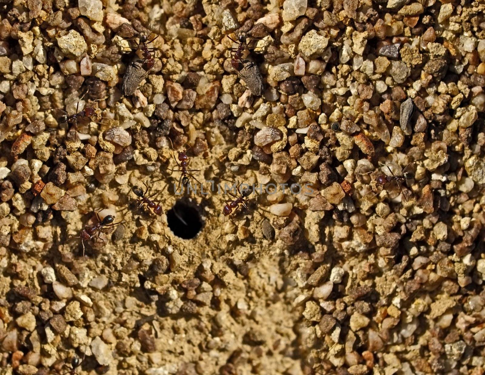 Australian bull ants nest entry in stony pebble granite texture background