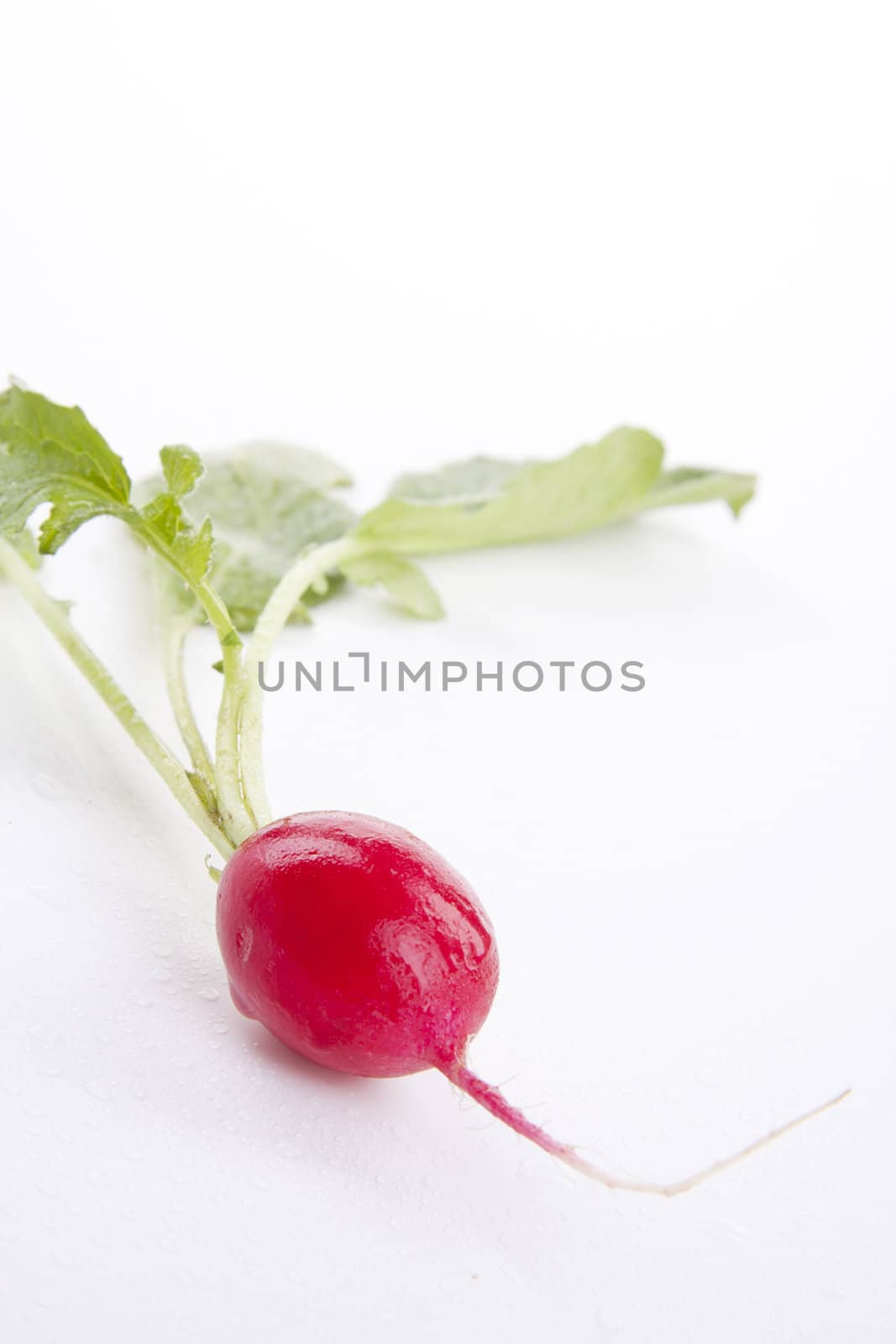 fresh red ripe radish isolated on white background