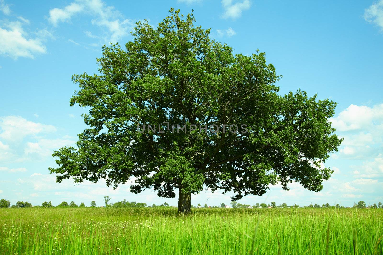 One oak tree in a field