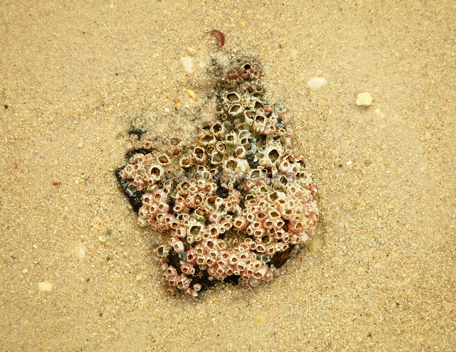 Stone covered with balanus on sandy beach