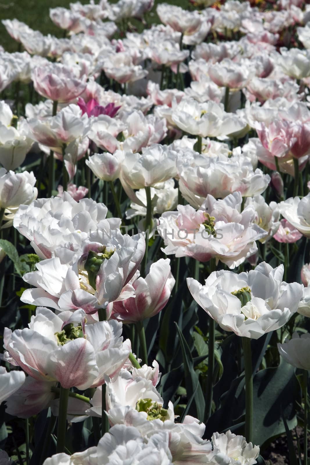 A bed of Double early tulips in a park