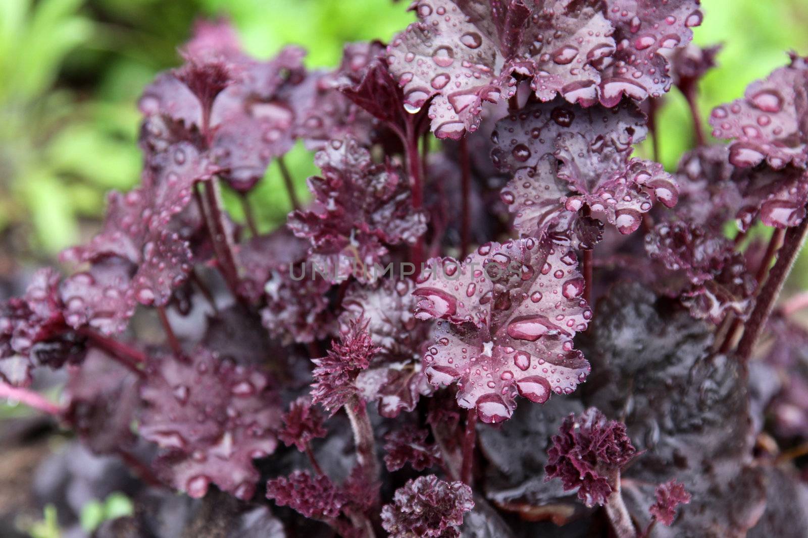 The wet leaves of an Obsidian Coral Bells (Heuchera) flower.