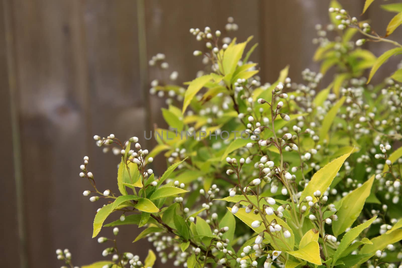 A Chardonnay Pearls (Deutzia gracillis) bush in a garden.
