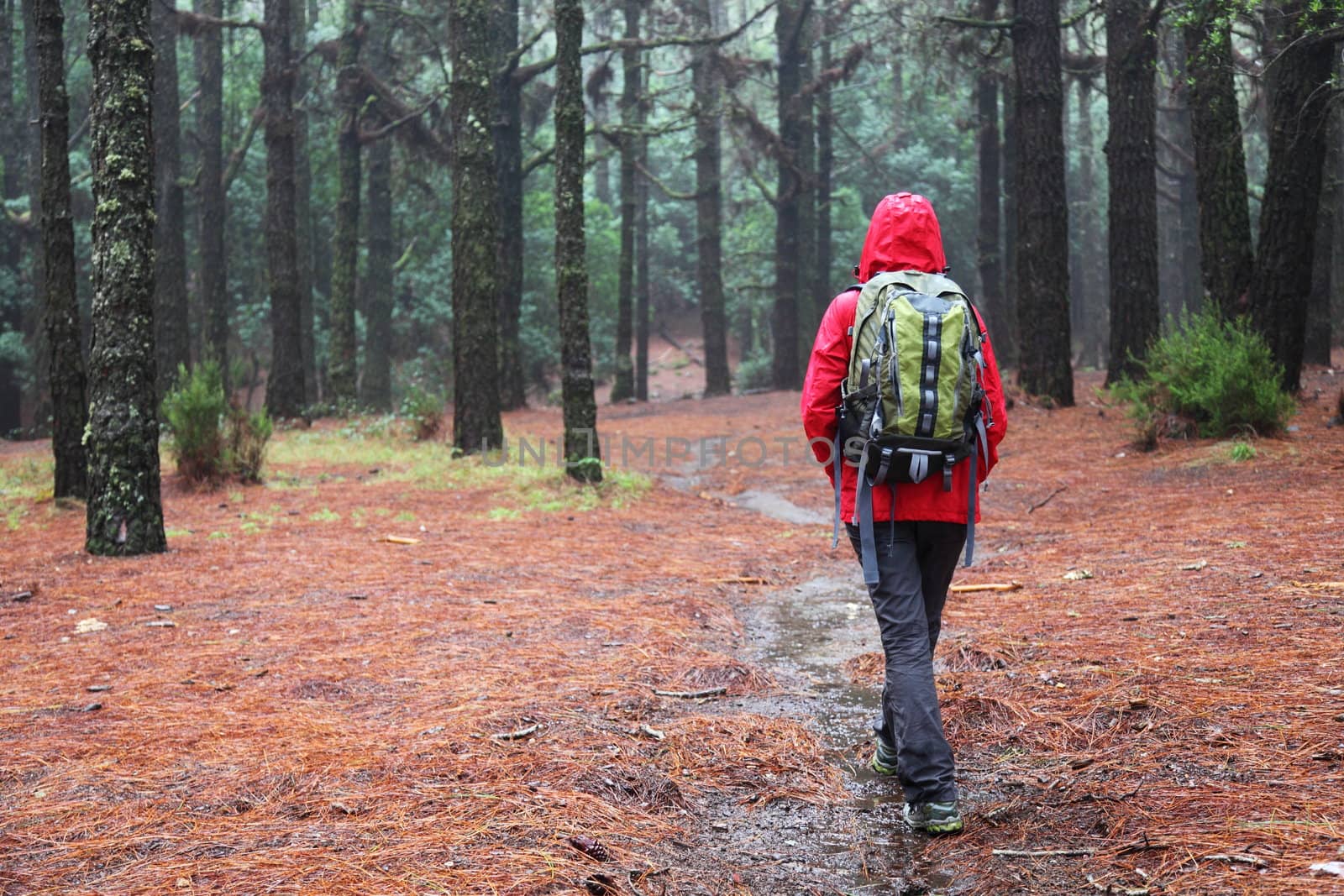 Hiking in rain. Hiker walking on pine forest path on rainy day wearing raincoat