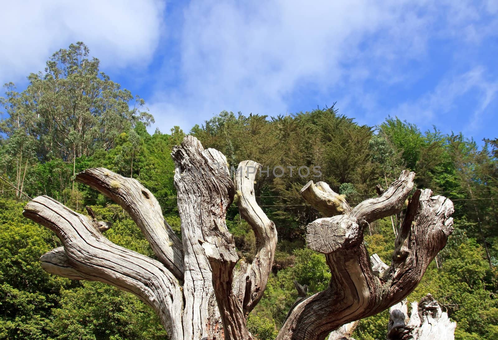 dead tree, east coast of Madeira, Ribiero Frio