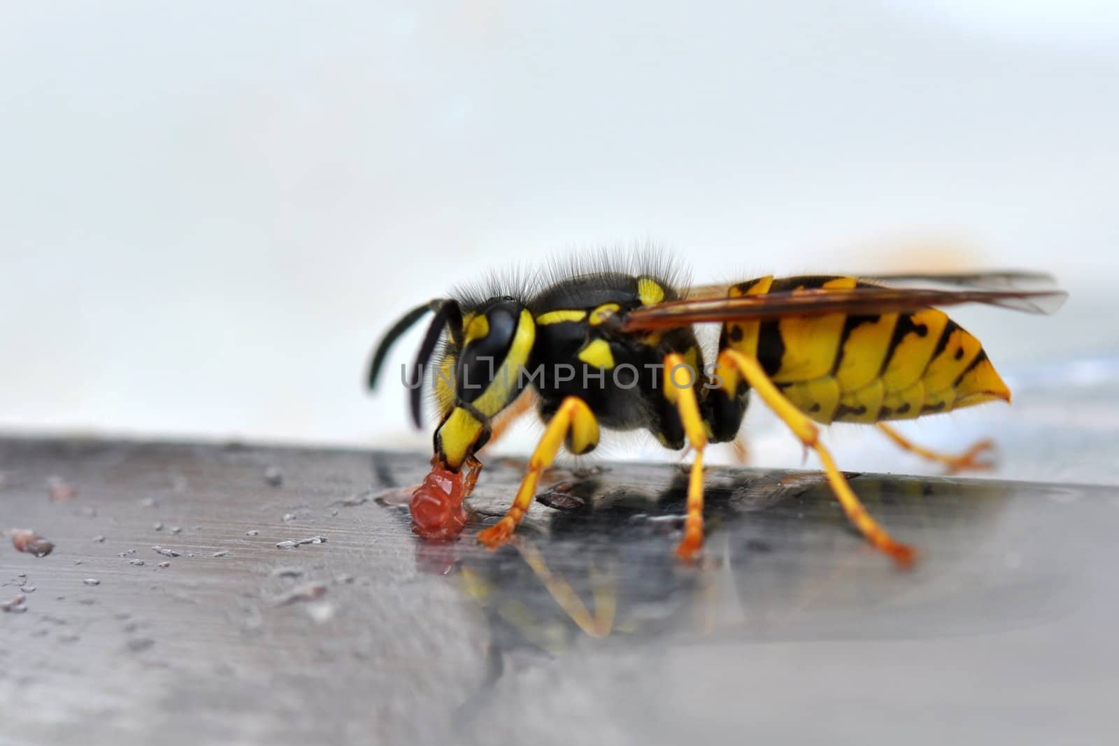 Wasp on a knife eating jelly.