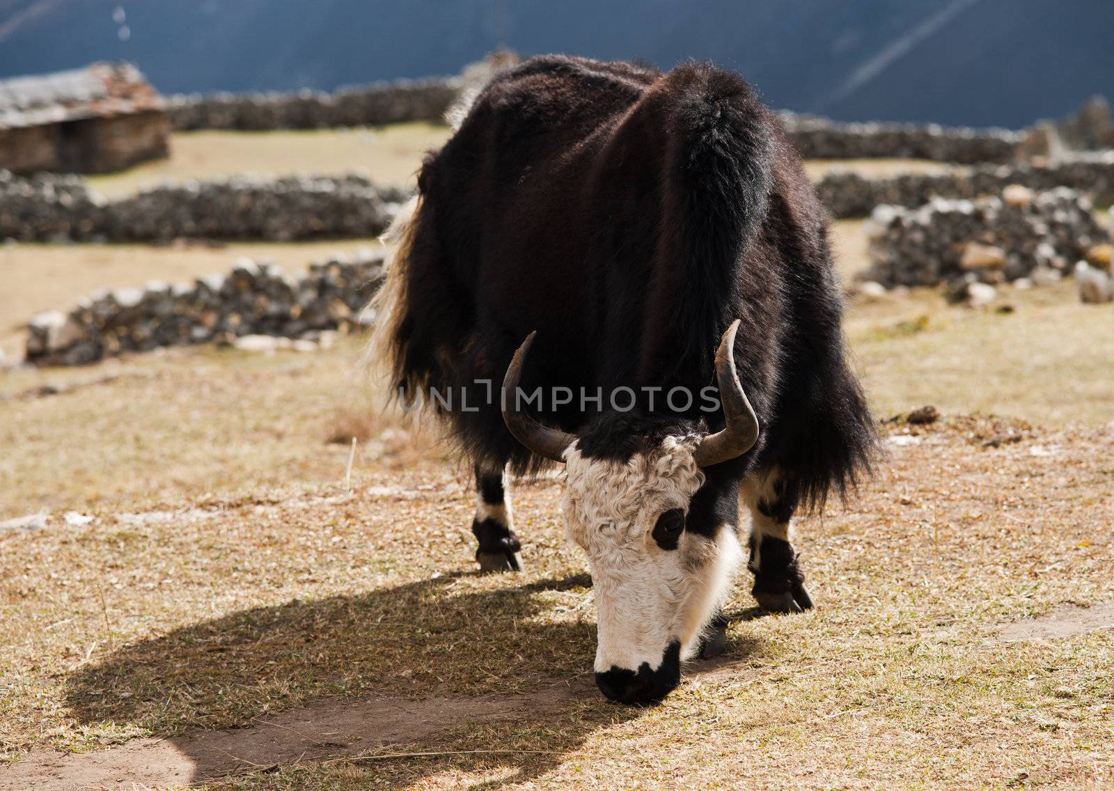 rural life in Nepal: Yak and highland village in Himalayas