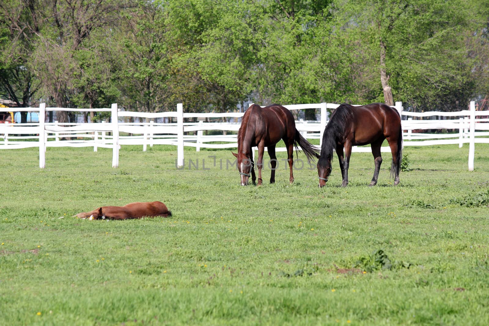 horses grazing in corral farm scene