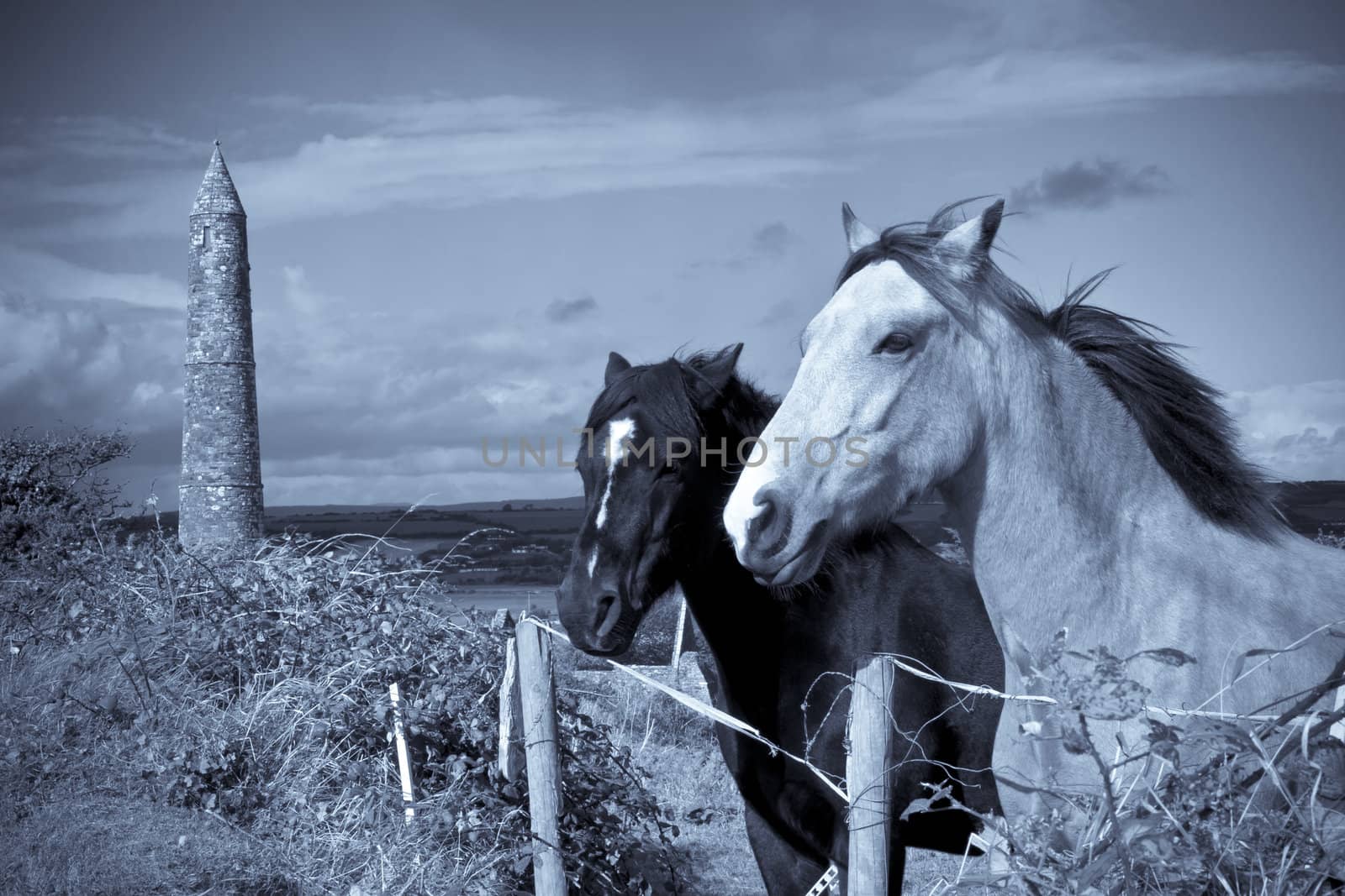 two Irish horses and ancient round tower in the beautiful Ardmore countryside of county Waterford Ireland