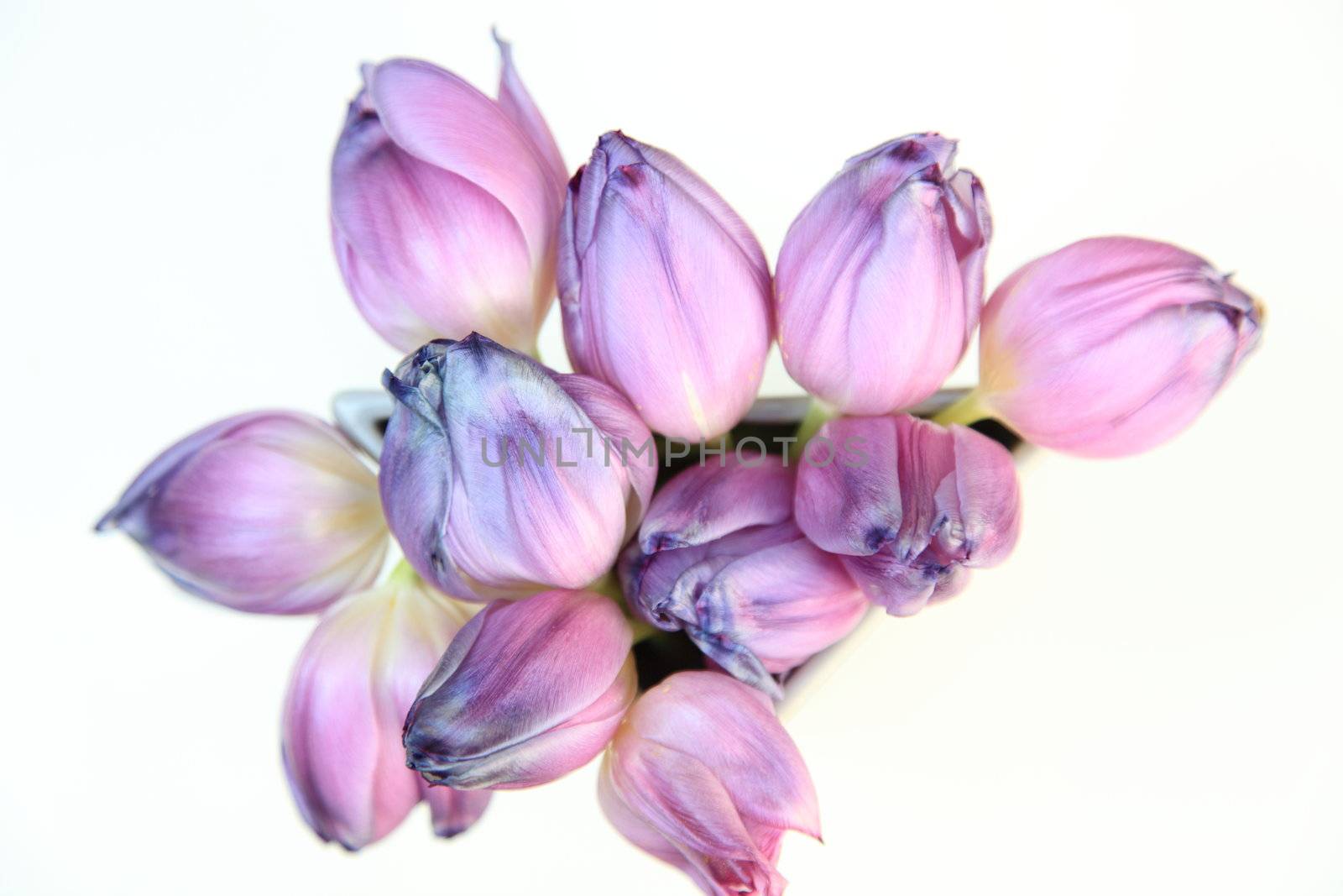 Bouquet of fresh spring tulips in a beautiful soft purple colour, overhead view isolated on white