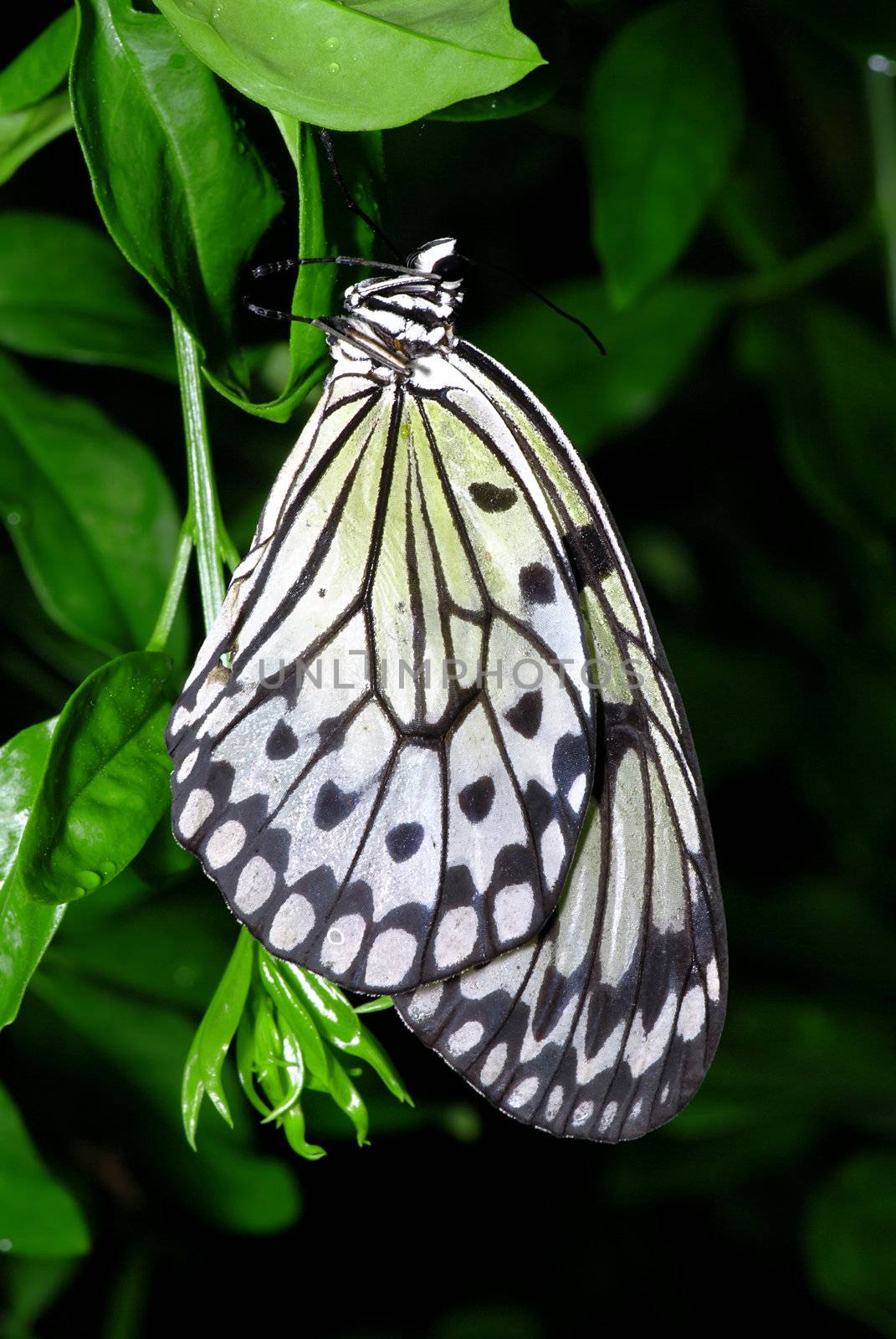 White butterfly on a green leaf with shallow DOF