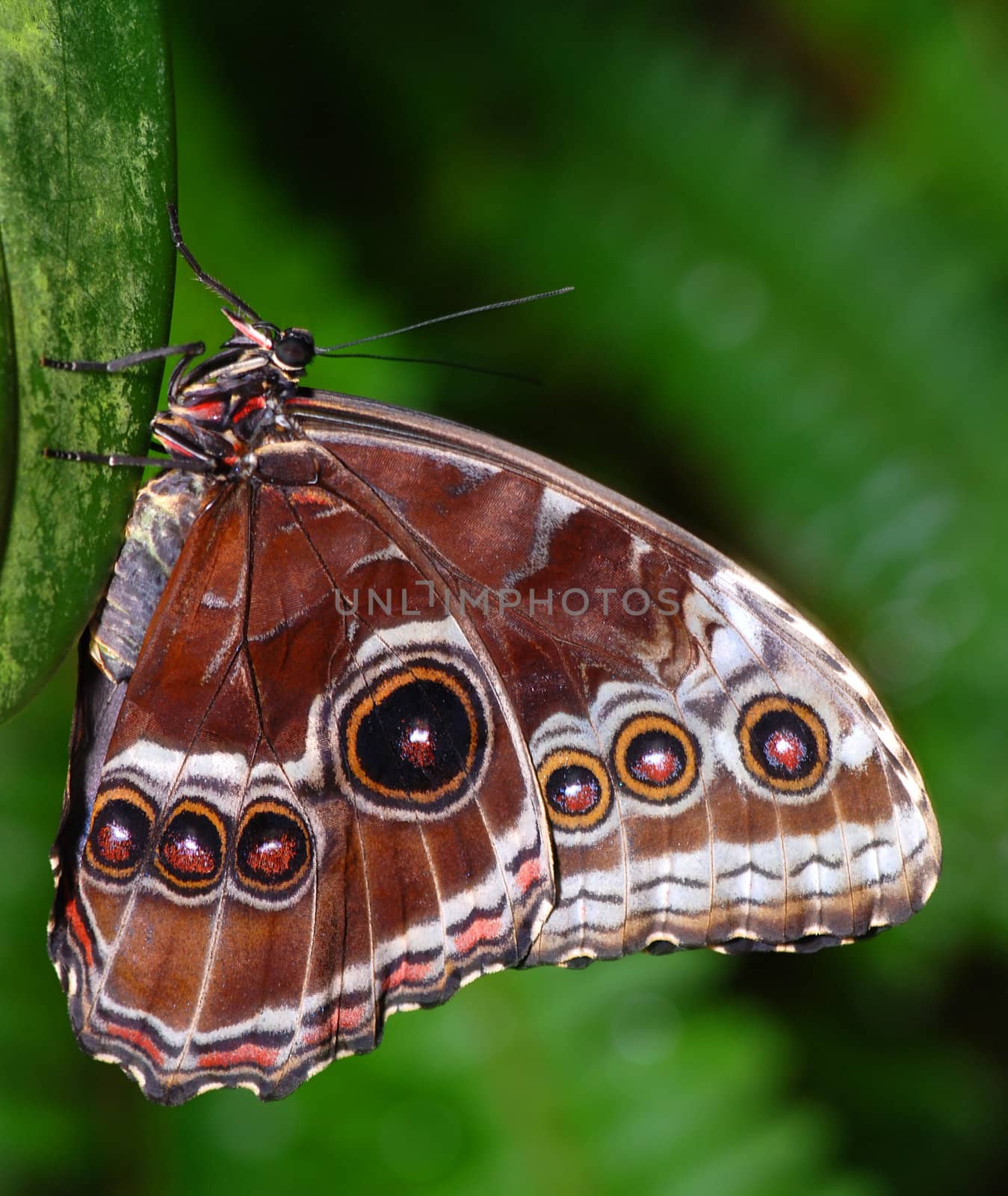 Tropical butterfly is sitting on a palm branch