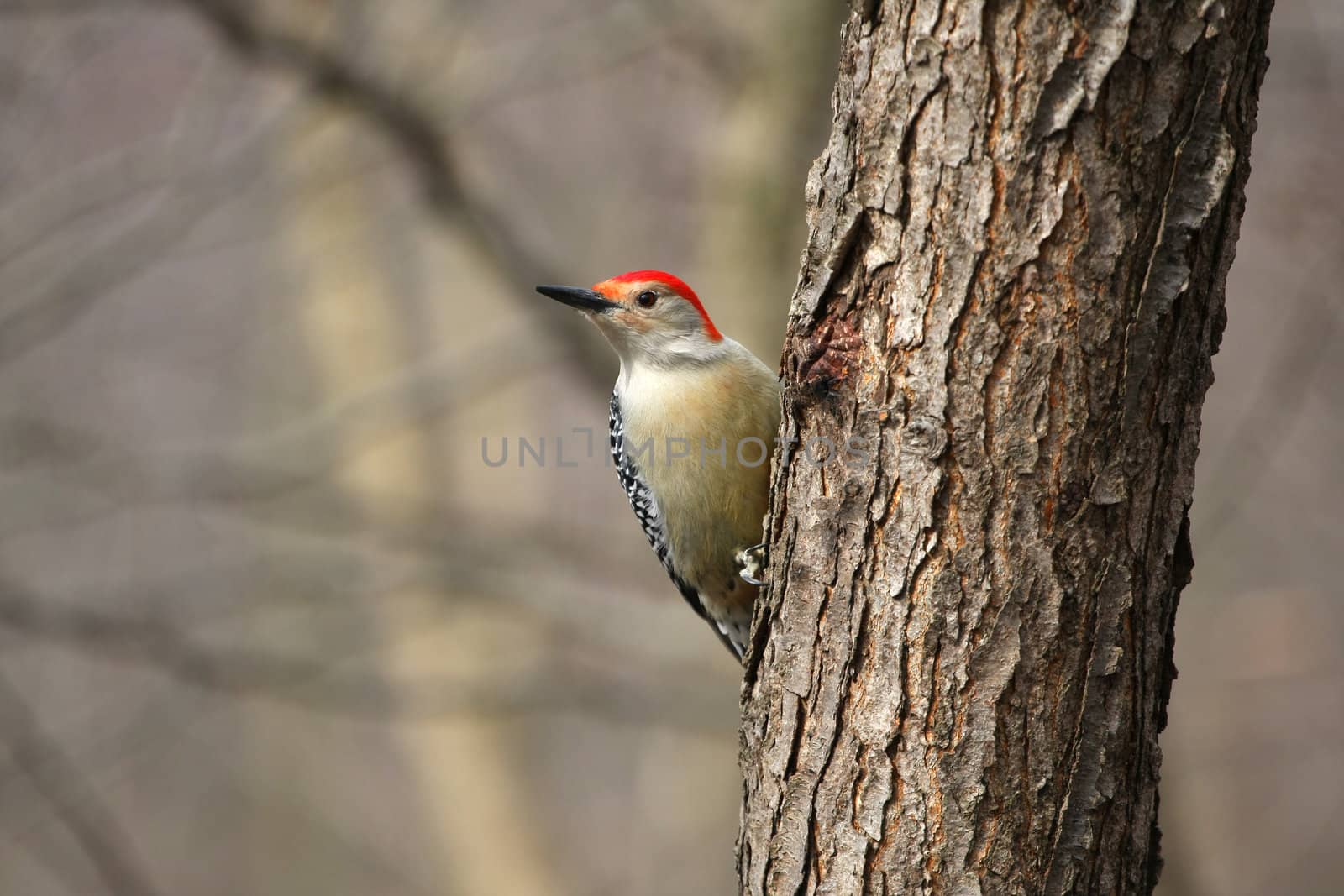 Red-bellied Woodpecker Melanerpes carolinus feeding on seeds