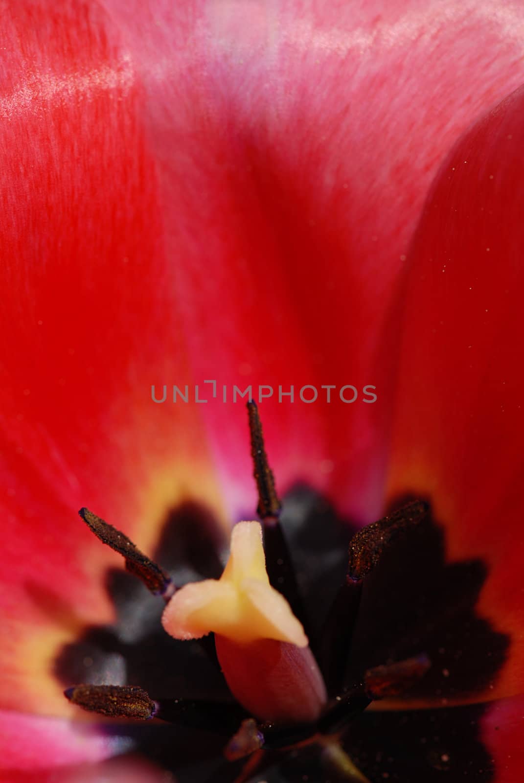 Macro shot of a tulip flower with a shallow DOF