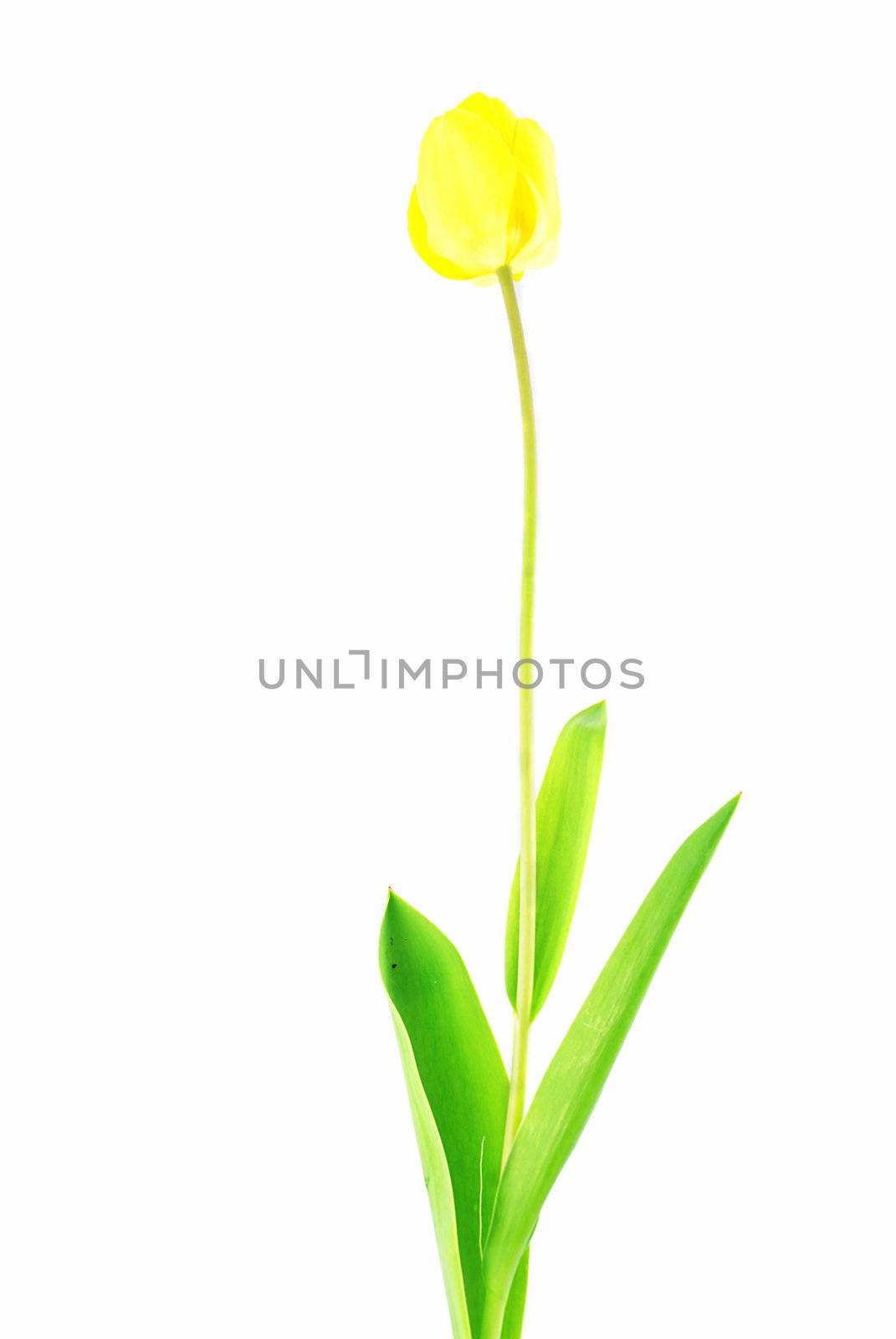 Yellow tulip with green leaves isolated on white