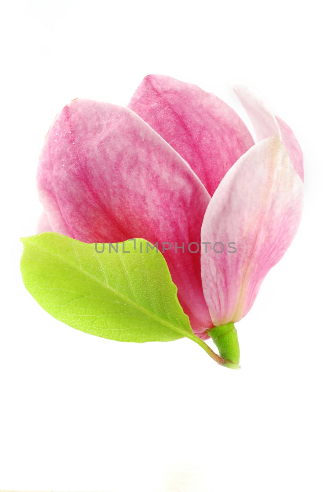 Beautiful pink bloom of magnolia with a green leaf