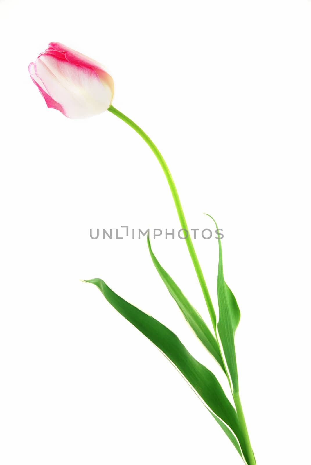 Pink and white tulip with green leaves isolated on white