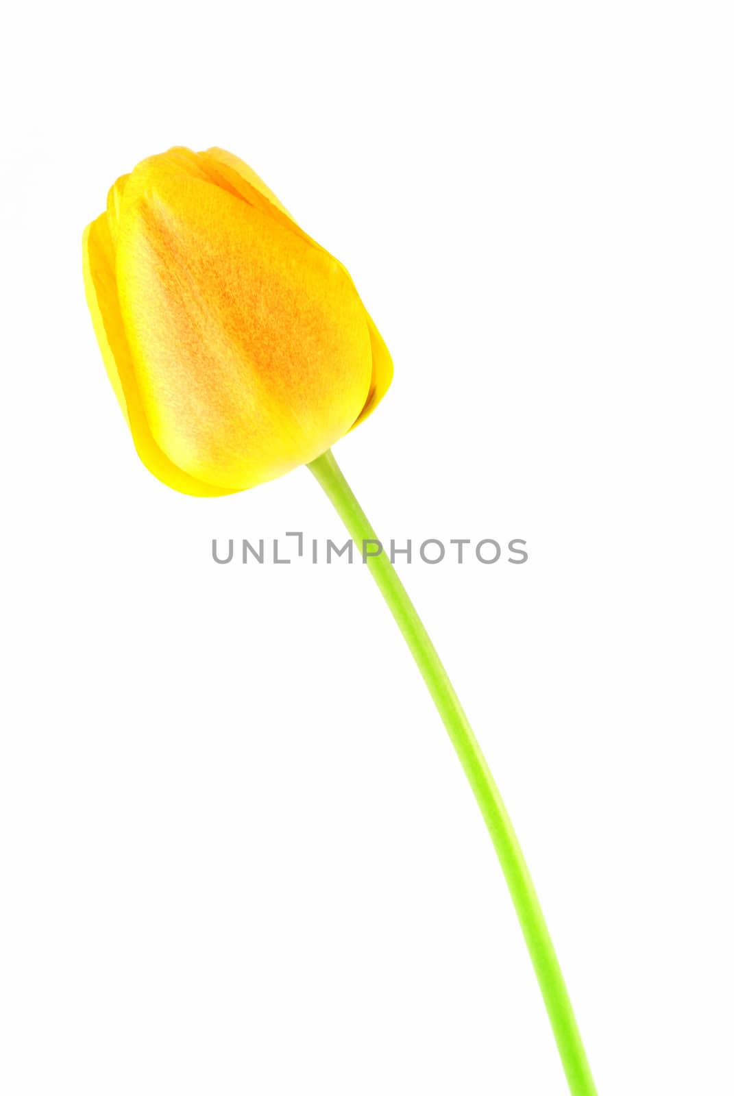 Yellow tuli detail isolated on a white background