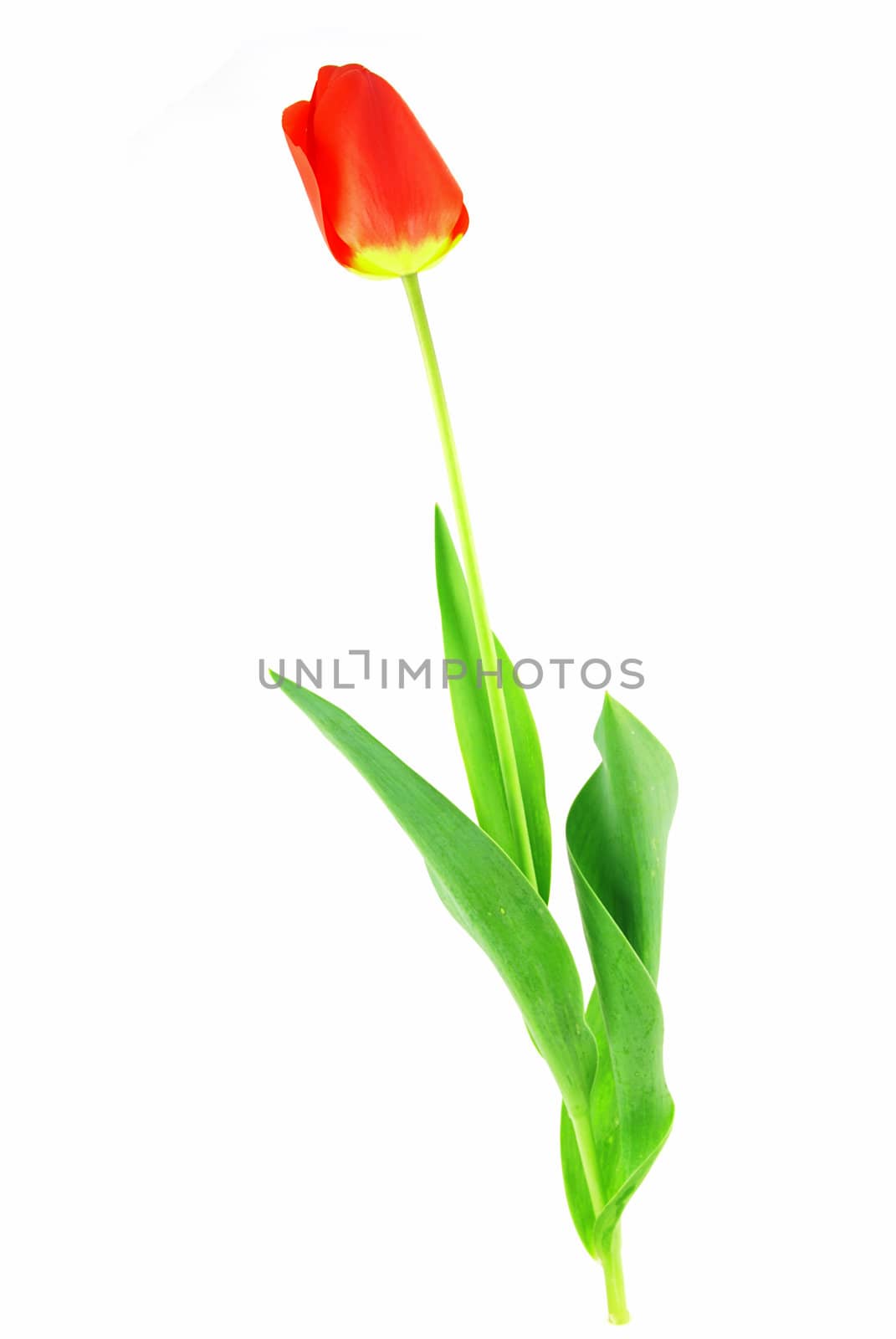Beautiful red tulip with leaves on white background