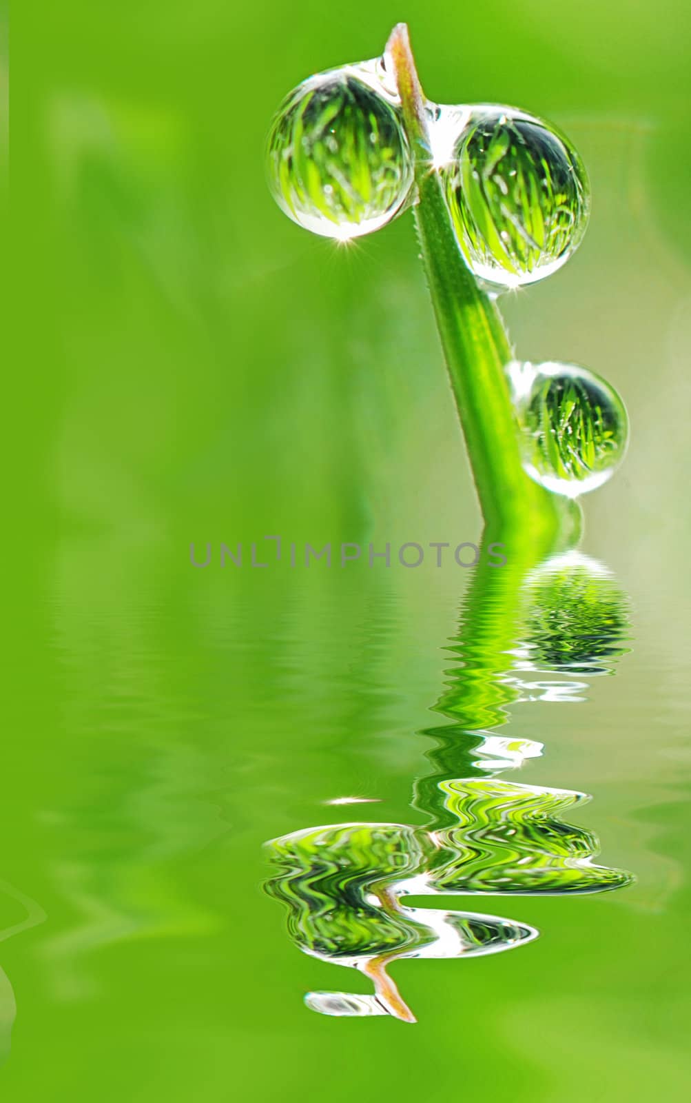 Three beautiful transparent glittering drops of dew on grass stalks reflecting in the water. Whole field  is mirroring in them!