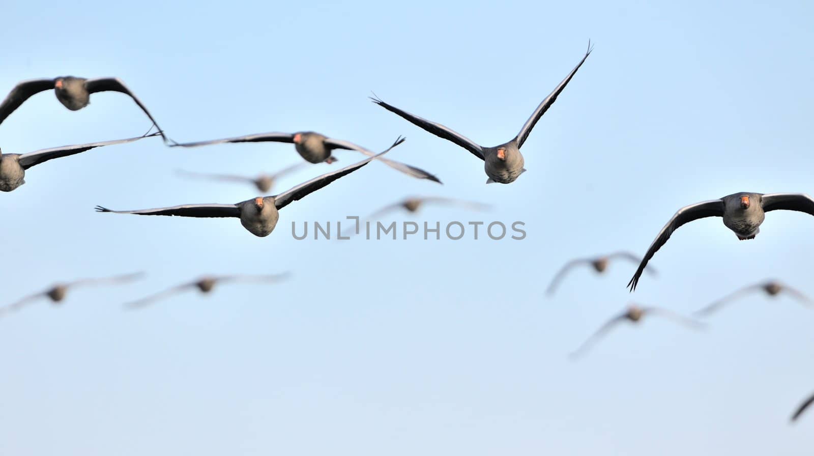 A flock of graylag geese in flight.