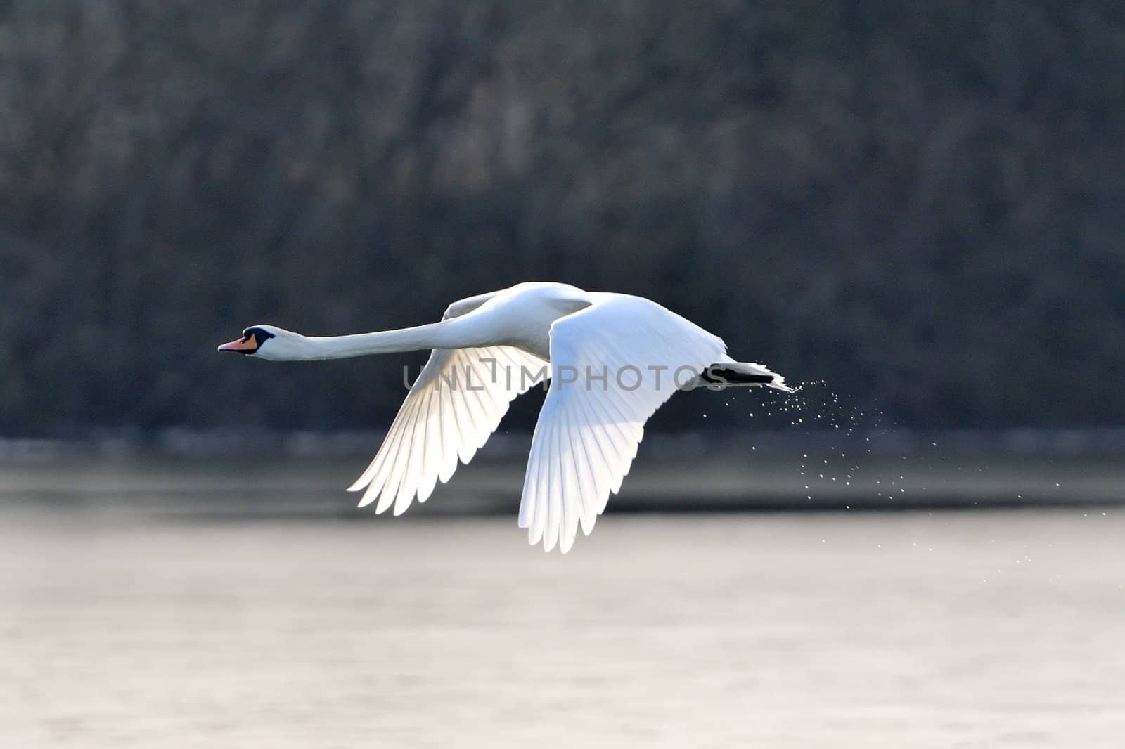 A mute swan in flight just after taking off from a lake.