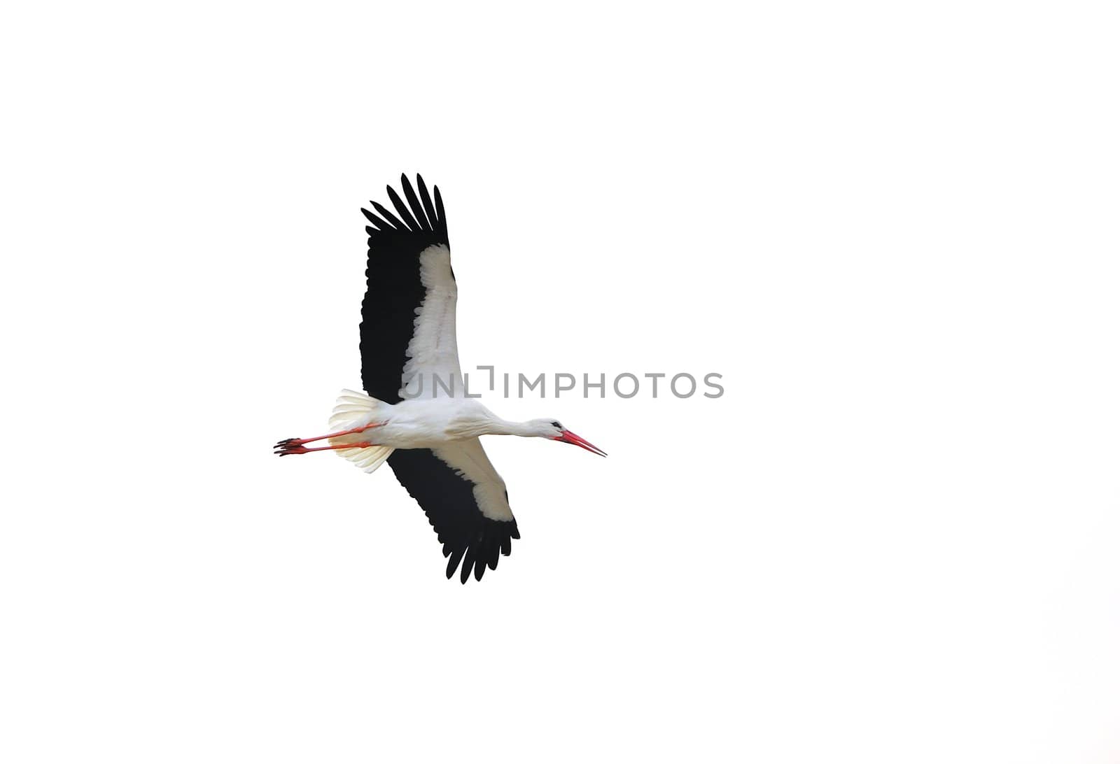 An isolated stork in flight showing his wings.