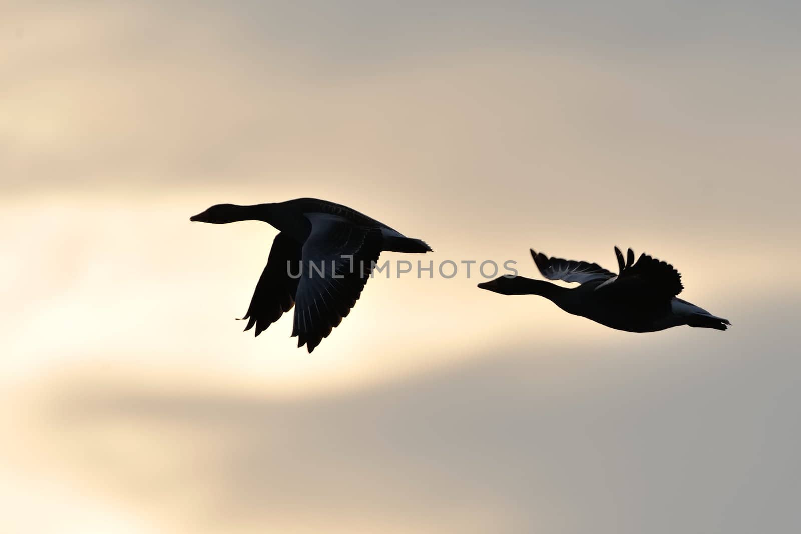 Graylag geese flying into the sunset