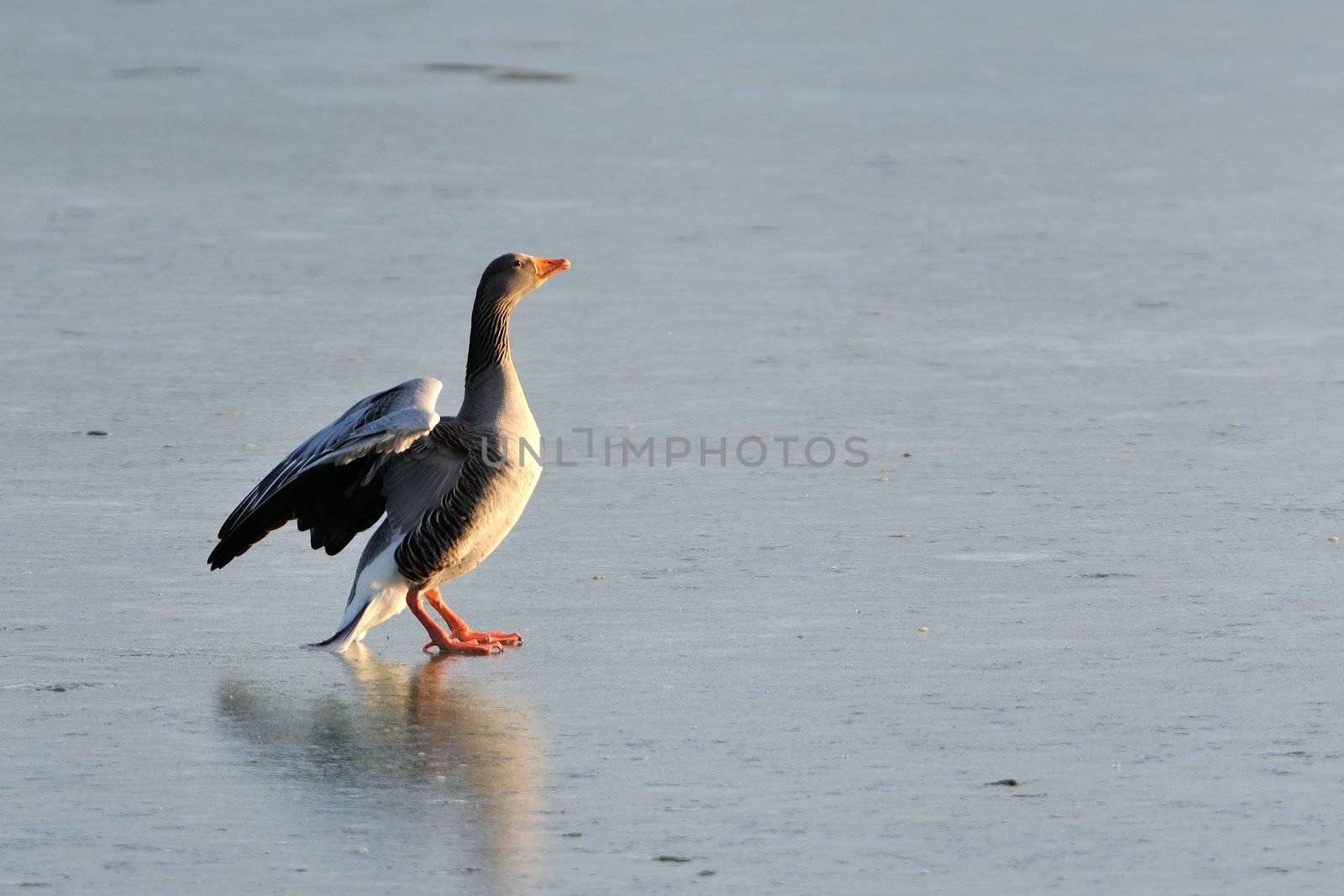 A graylag goose taking a bath in the sun on a frozen lake.