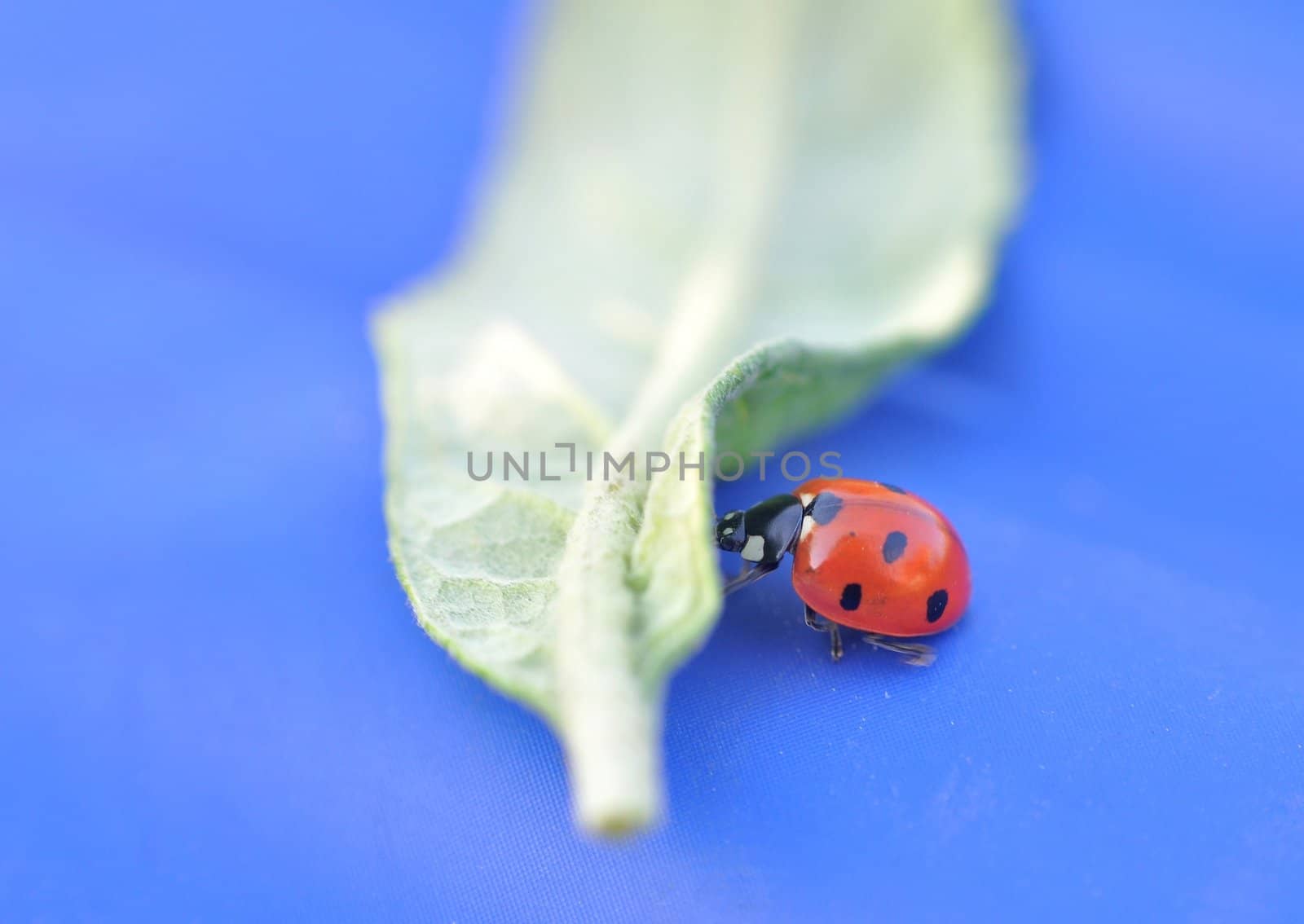 Close-up of a ladybeetle pushing a leaf.