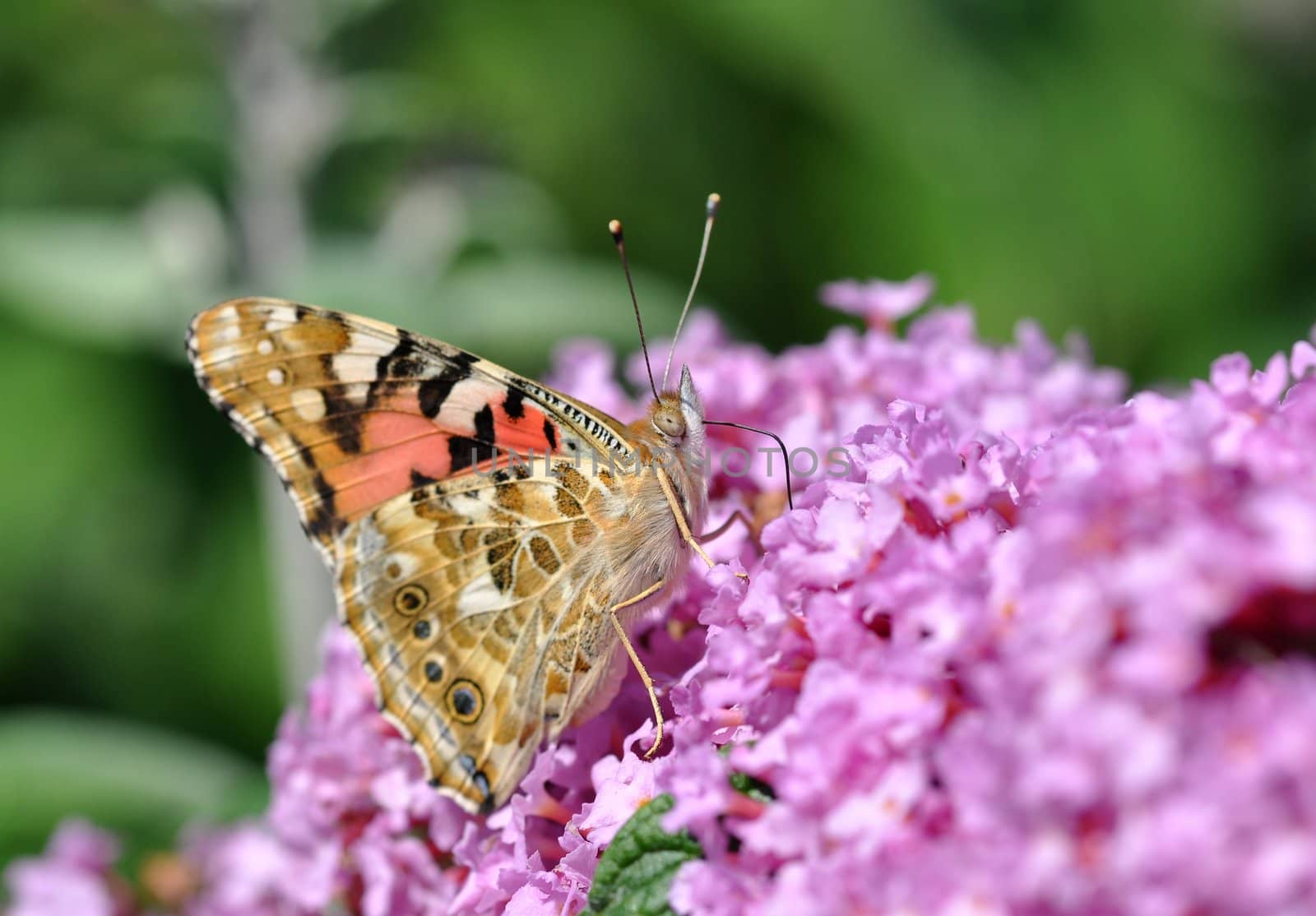 A butterfly on Lilac flower.