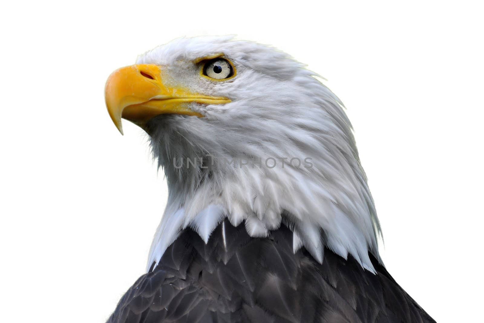 An isolated bald eagle head.