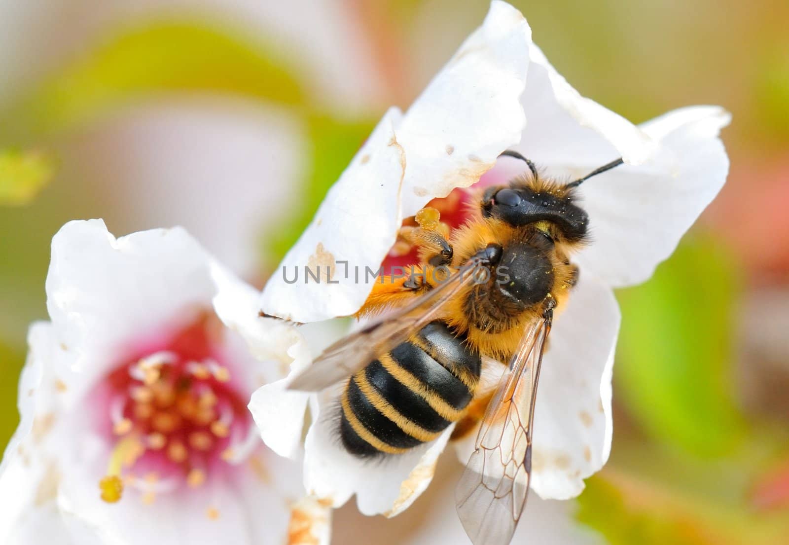A close-up of a honey bee in a white flower.