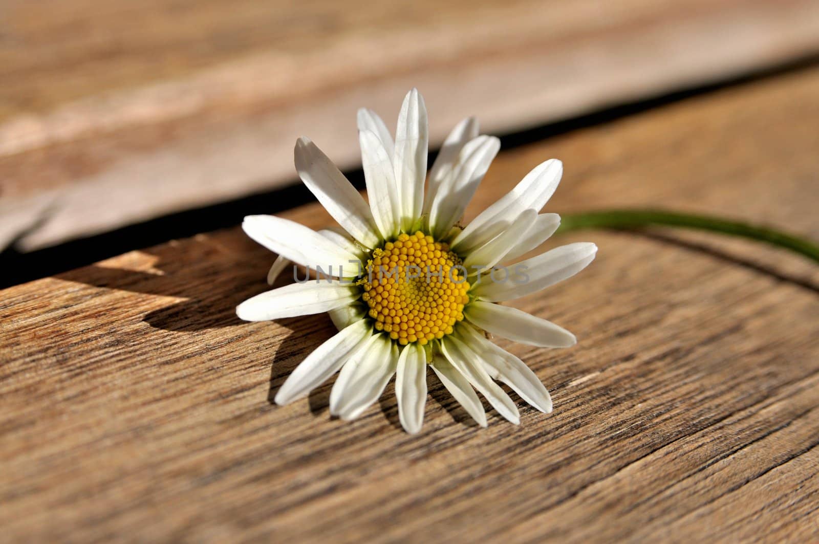 A marguerite on a wooden bench