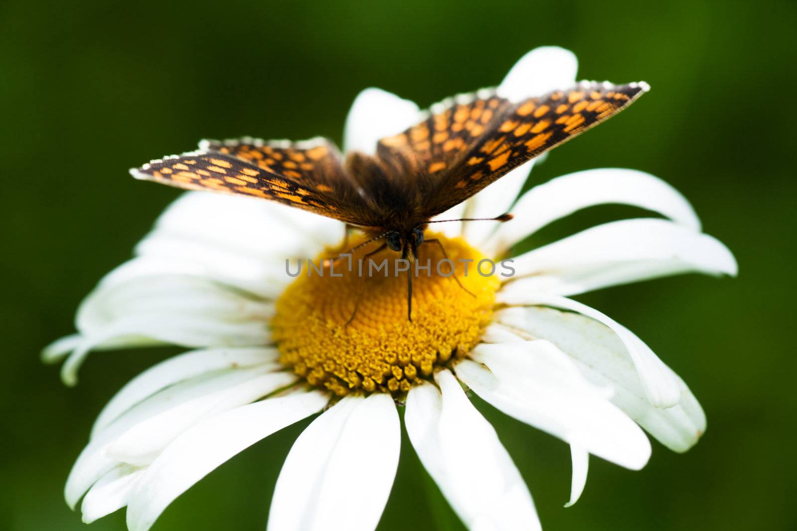 Macro view of butterfly on a chamomile